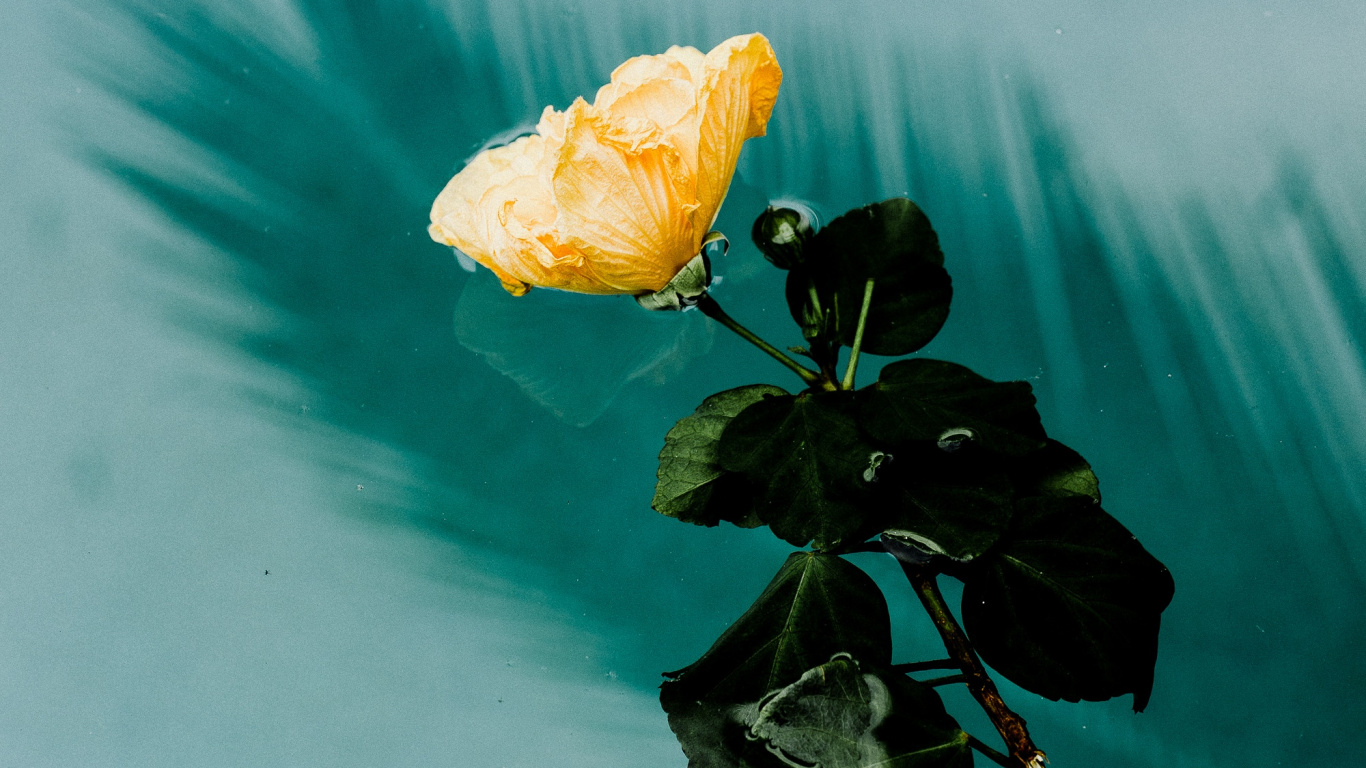 Yellow Flower on Water During Daytime. Wallpaper in 1366x768 Resolution