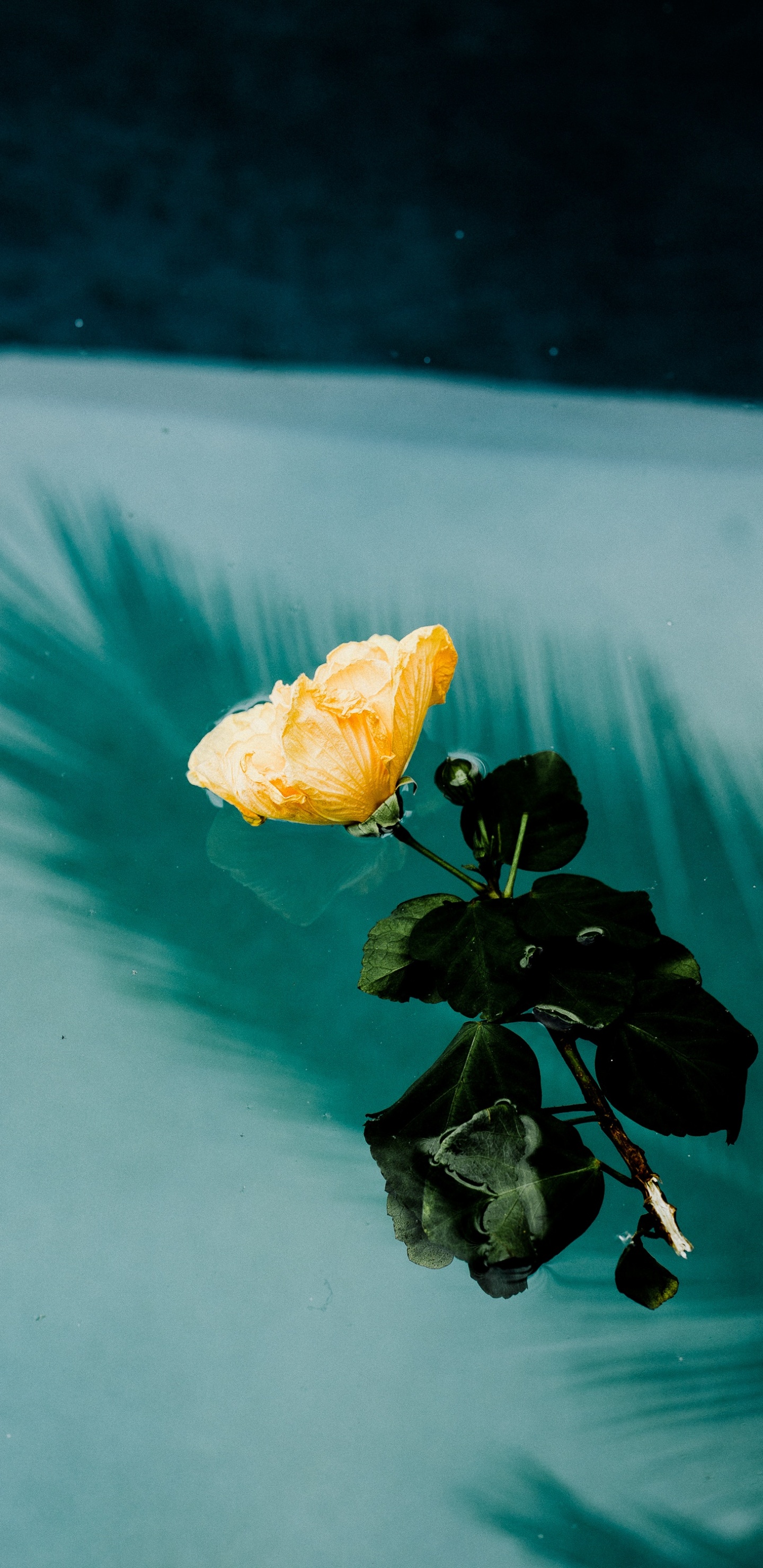 Yellow Flower on Water During Daytime. Wallpaper in 1440x2960 Resolution