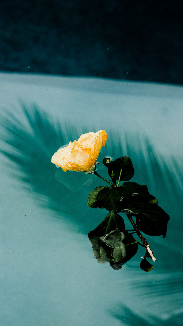 Gelbe Blume Auf Dem Wasser Tagsüber. Wallpaper in 750x1334 Resolution