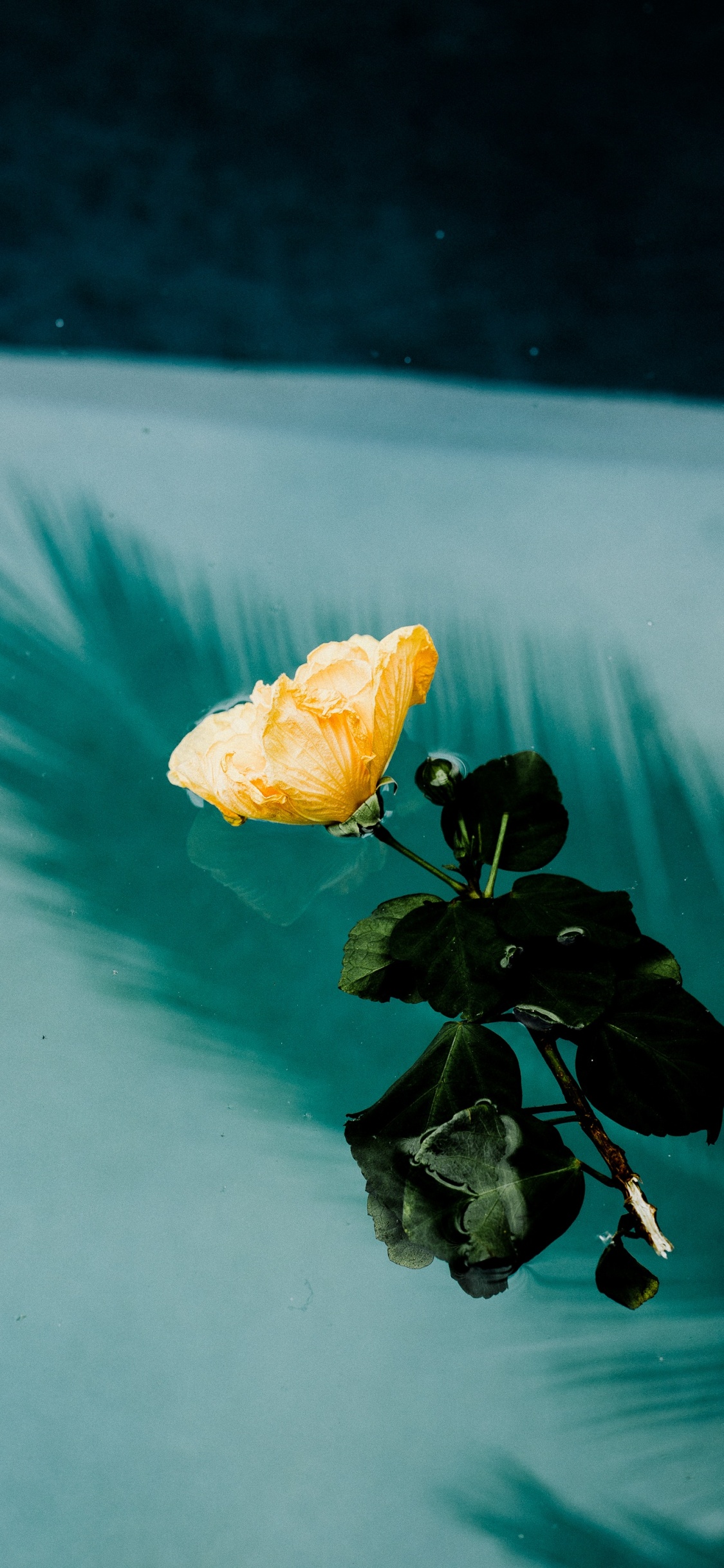 Flor Amarilla en el Agua Durante el Día. Wallpaper in 1125x2436 Resolution