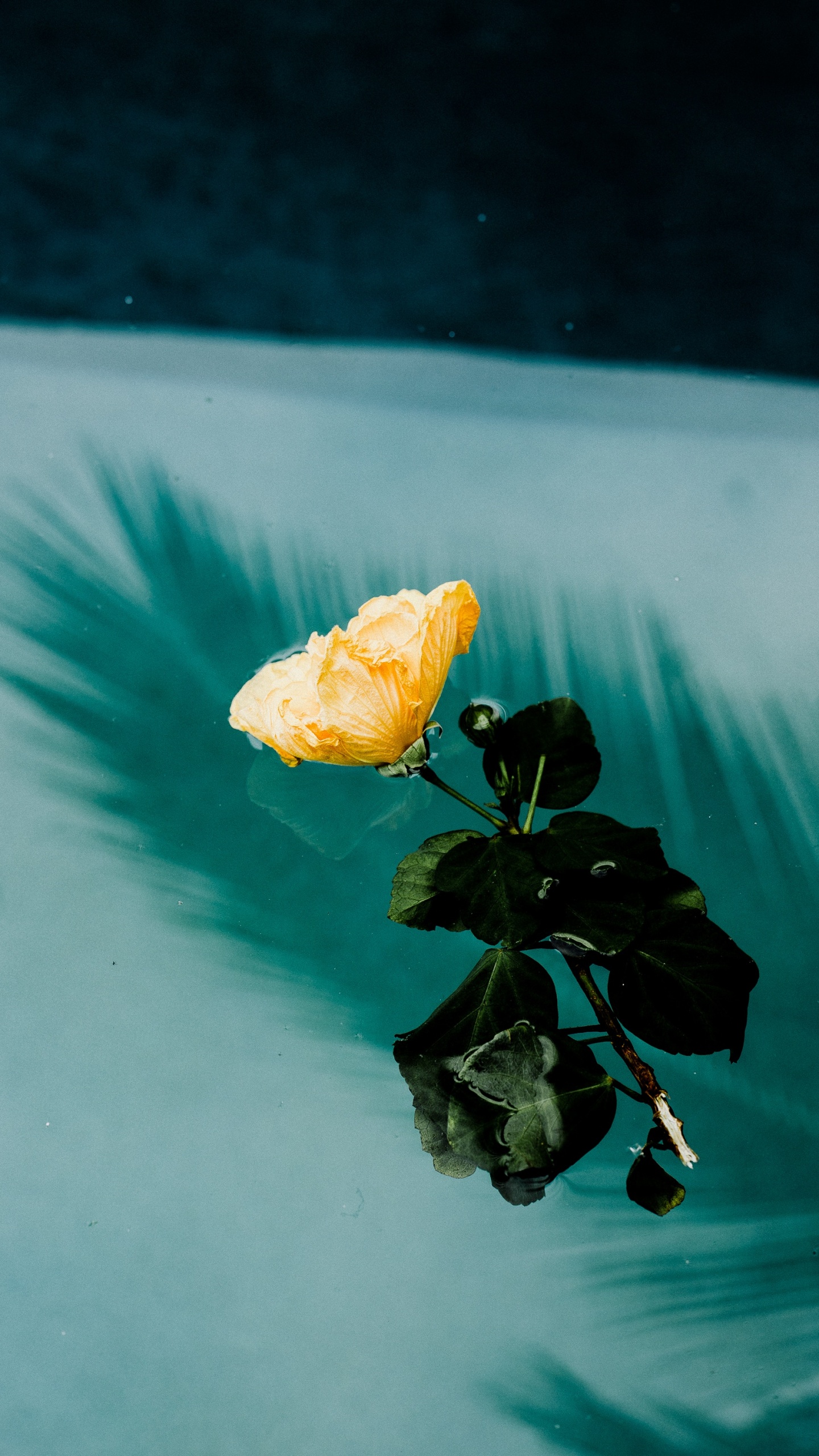 Flor Amarilla en el Agua Durante el Día. Wallpaper in 1440x2560 Resolution