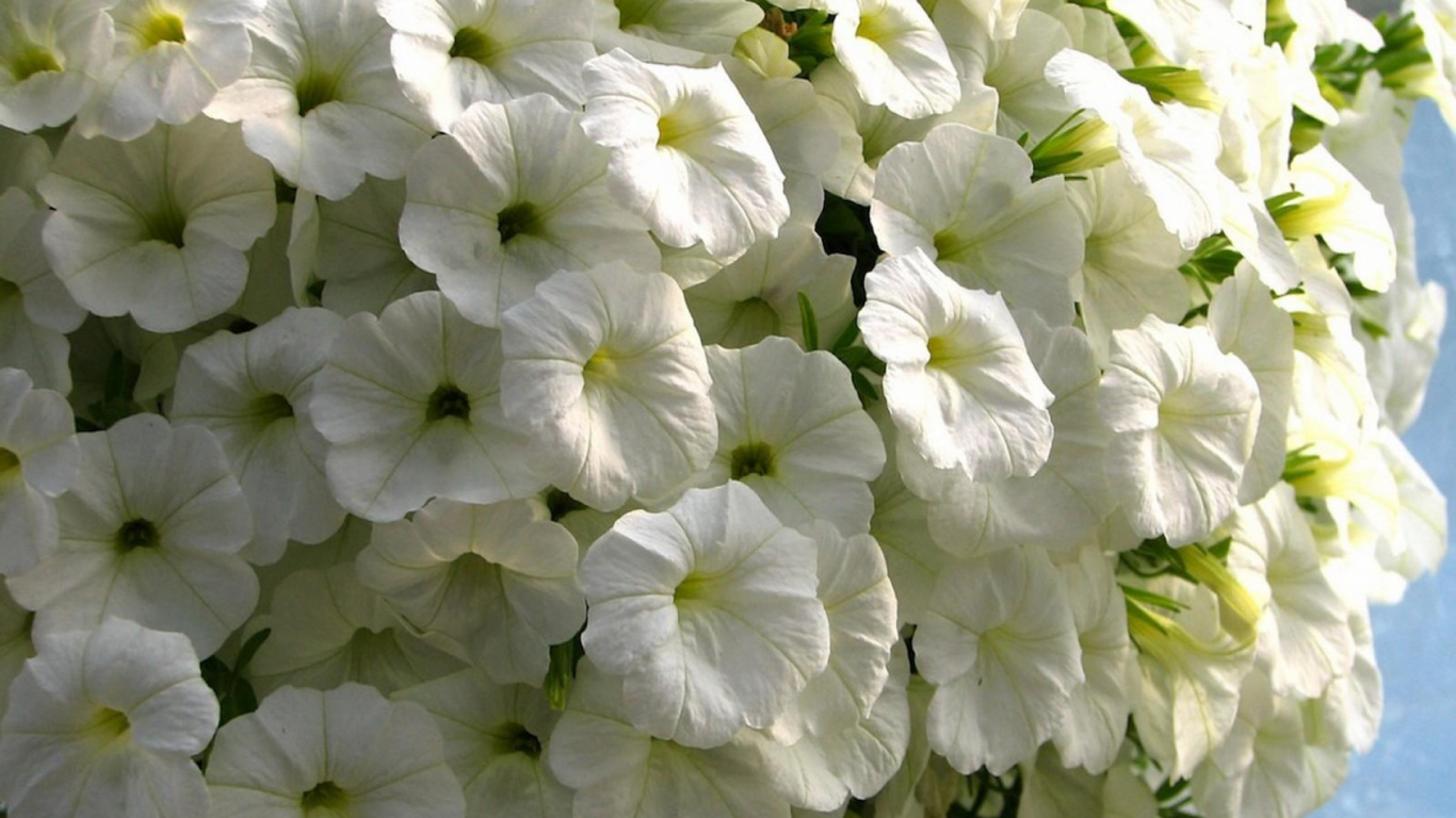 White Flowers With Green Leaves. Wallpaper in 1366x768 Resolution