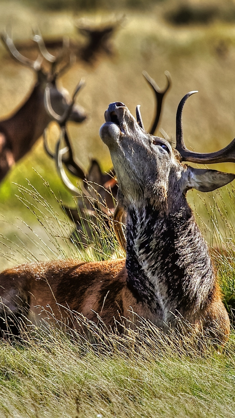 红鹿, 野生动物, 鹿角, 陆地动物, 驯鹿 壁纸 750x1334 允许