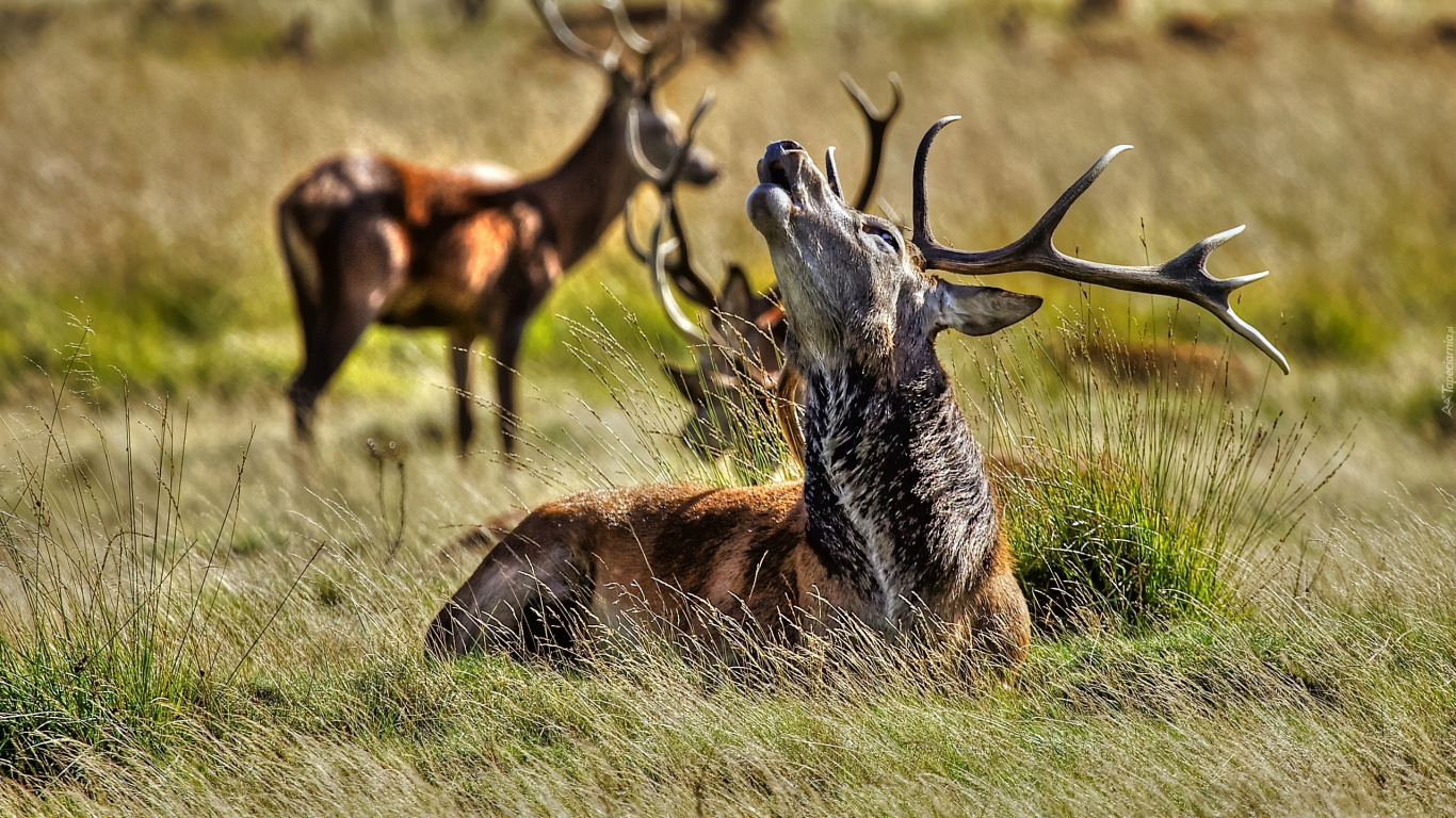 Brown and Black Deer Lying on Green Grass Field During Daytime. Wallpaper in 1366x768 Resolution