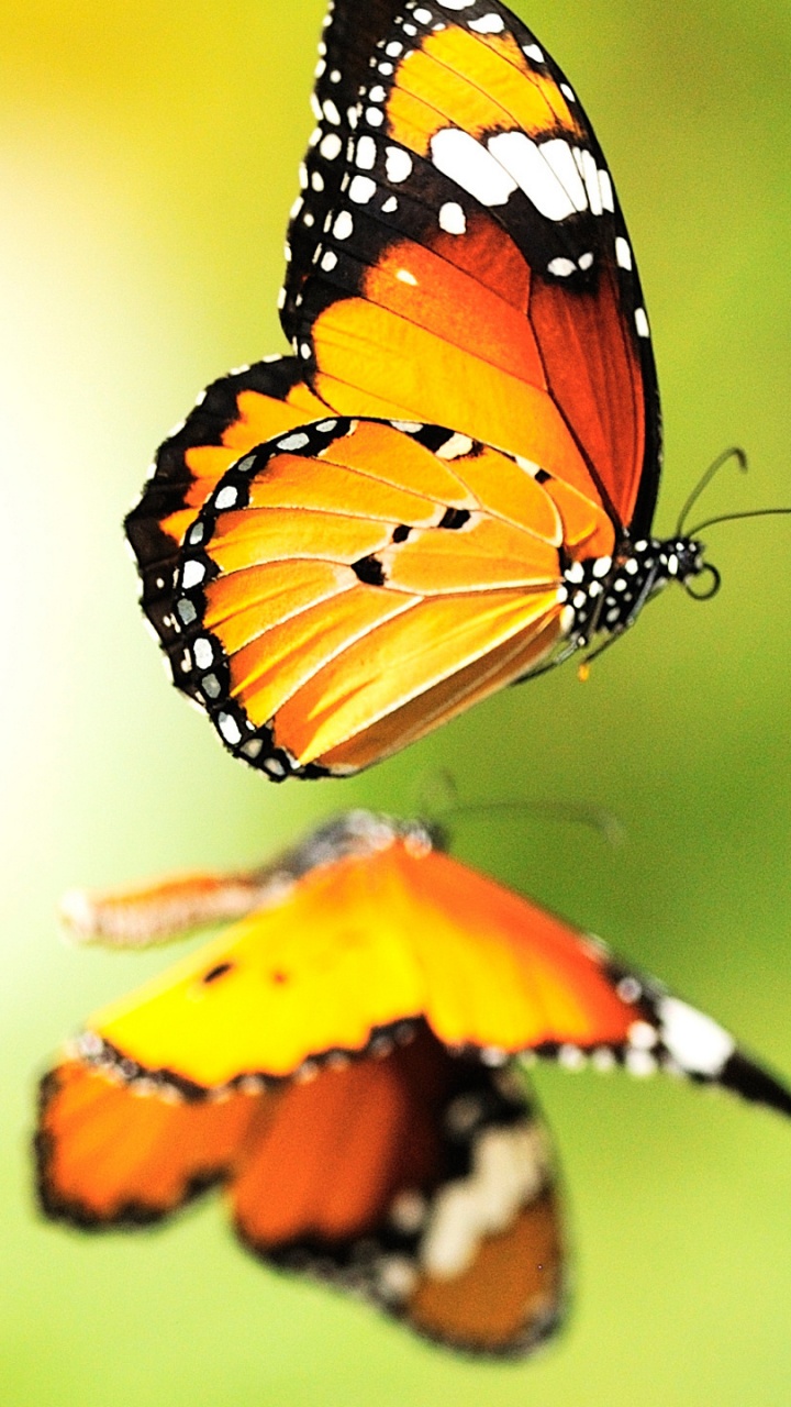 Monarchfalter Thront Auf Gelber Blume in Nahaufnahme Während Des Tages. Wallpaper in 720x1280 Resolution