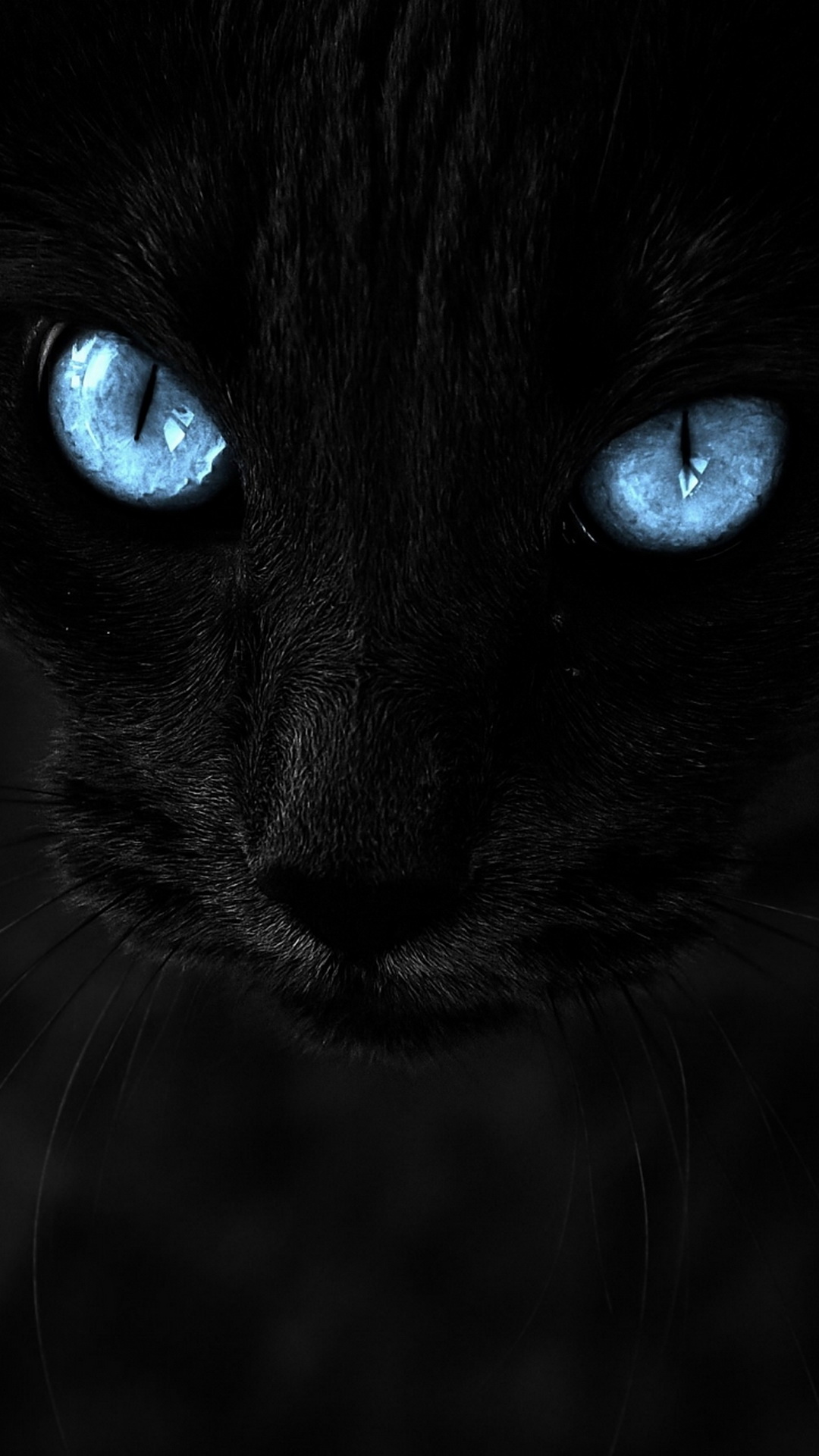 Chat Noir, Chat Siamois, Felinae, Chat, Carnivores. Wallpaper in 1080x1920 Resolution