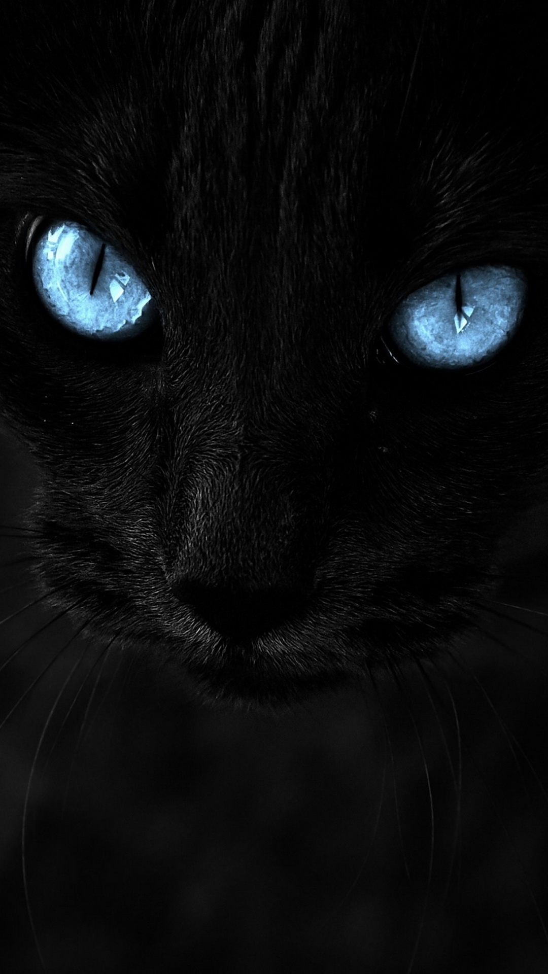 Schwarze Katze, Siamesische Katze, Felinae, Katze, Auge. Wallpaper in 1080x1920 Resolution