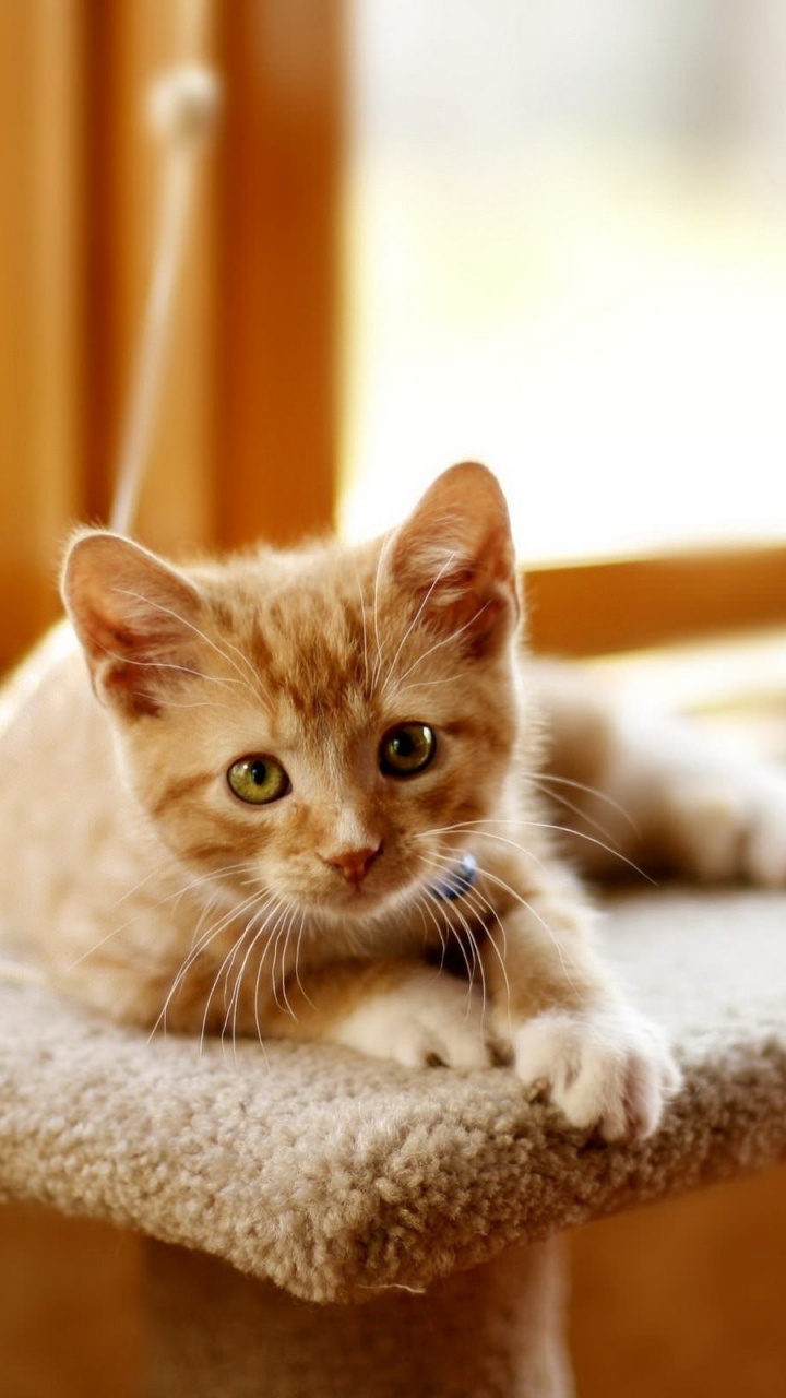 Chat Tigré Orange Sur Textile Blanc. Wallpaper in 720x1280 Resolution