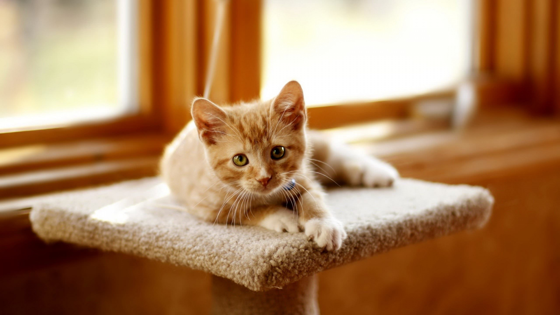 Orange Tabby Cat on White Textile. Wallpaper in 1920x1080 Resolution