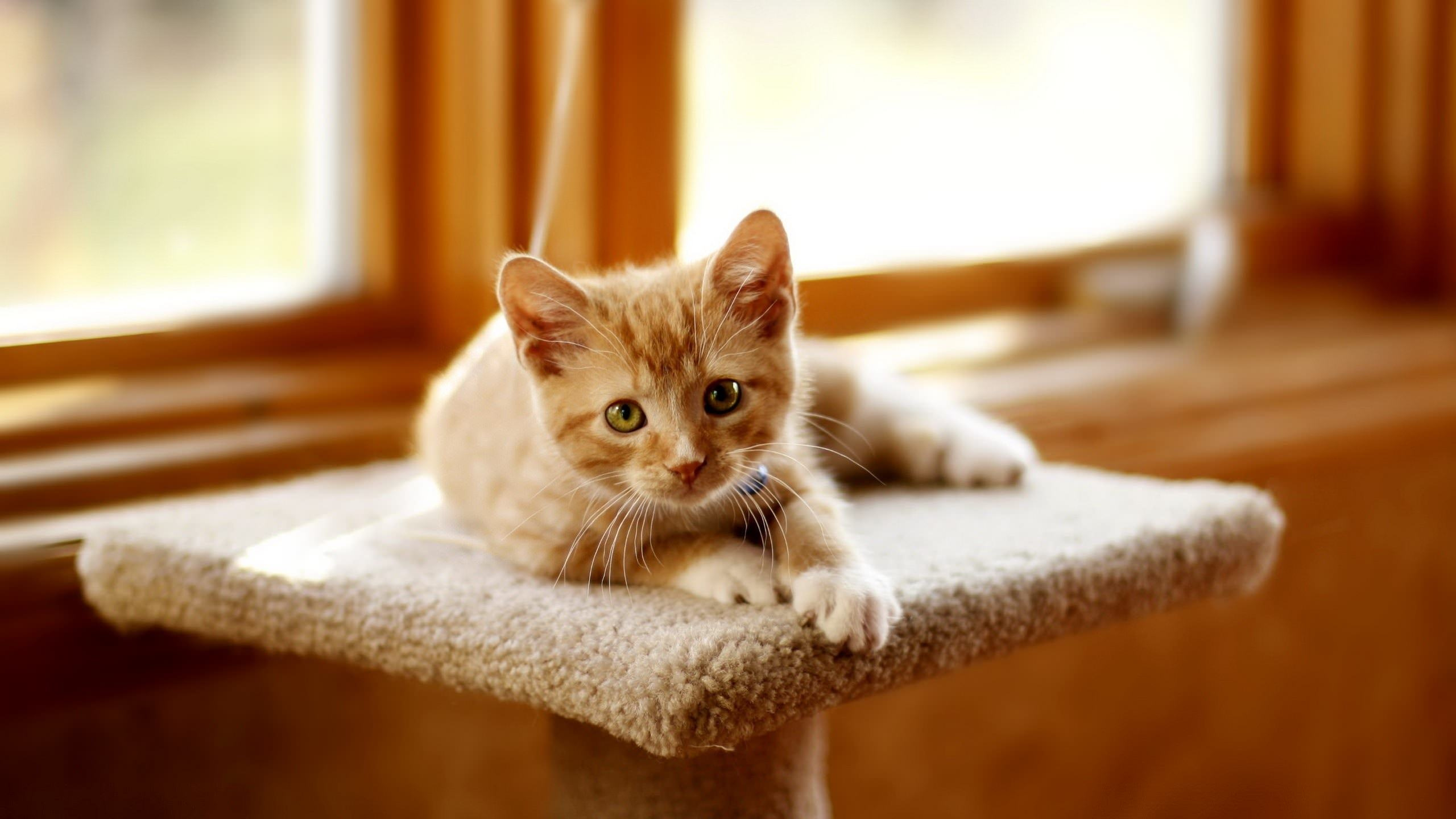 Orange Tabby Cat on White Textile. Wallpaper in 2560x1440 Resolution