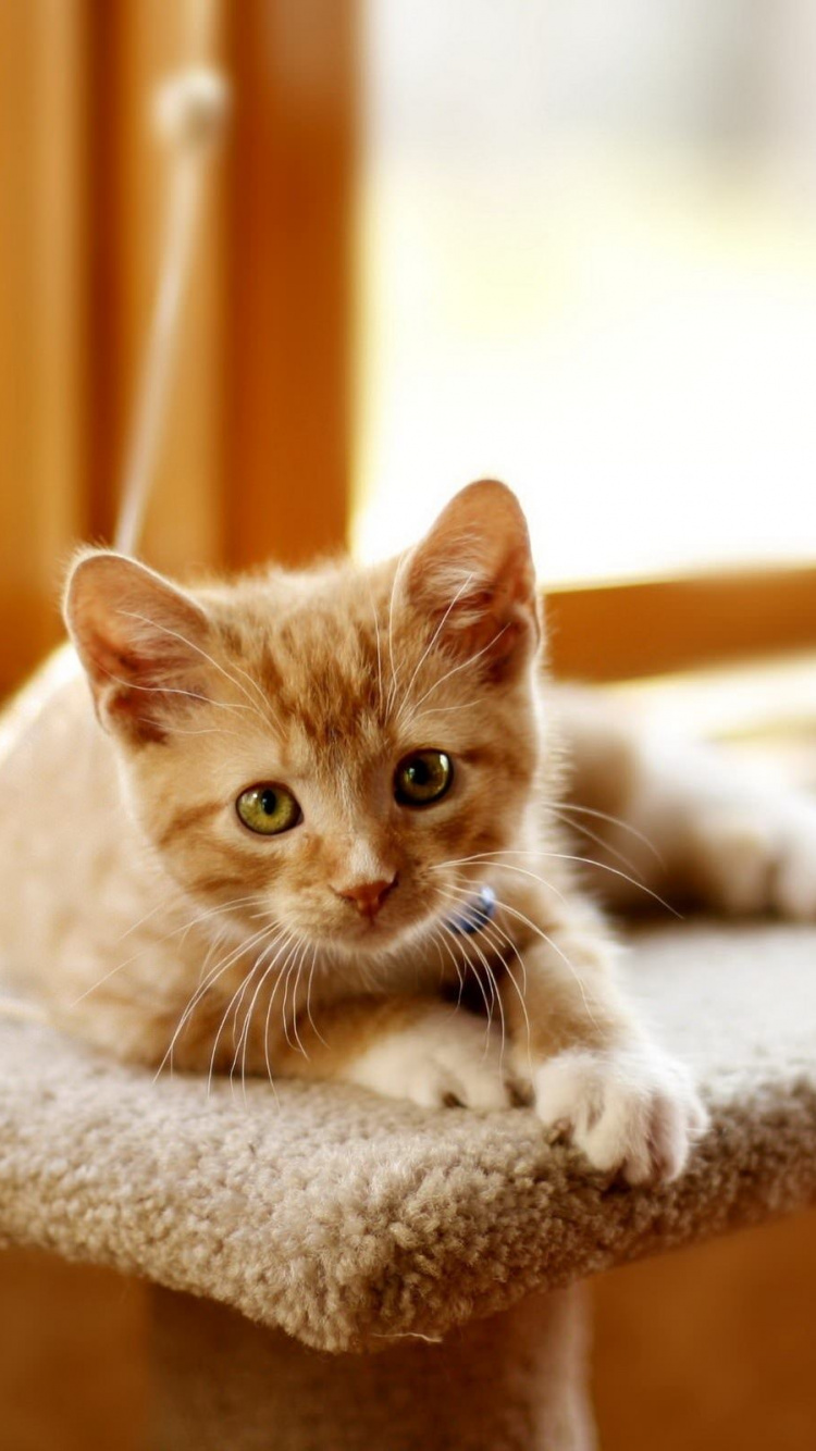 Orange Tabby Cat on White Textile. Wallpaper in 750x1334 Resolution