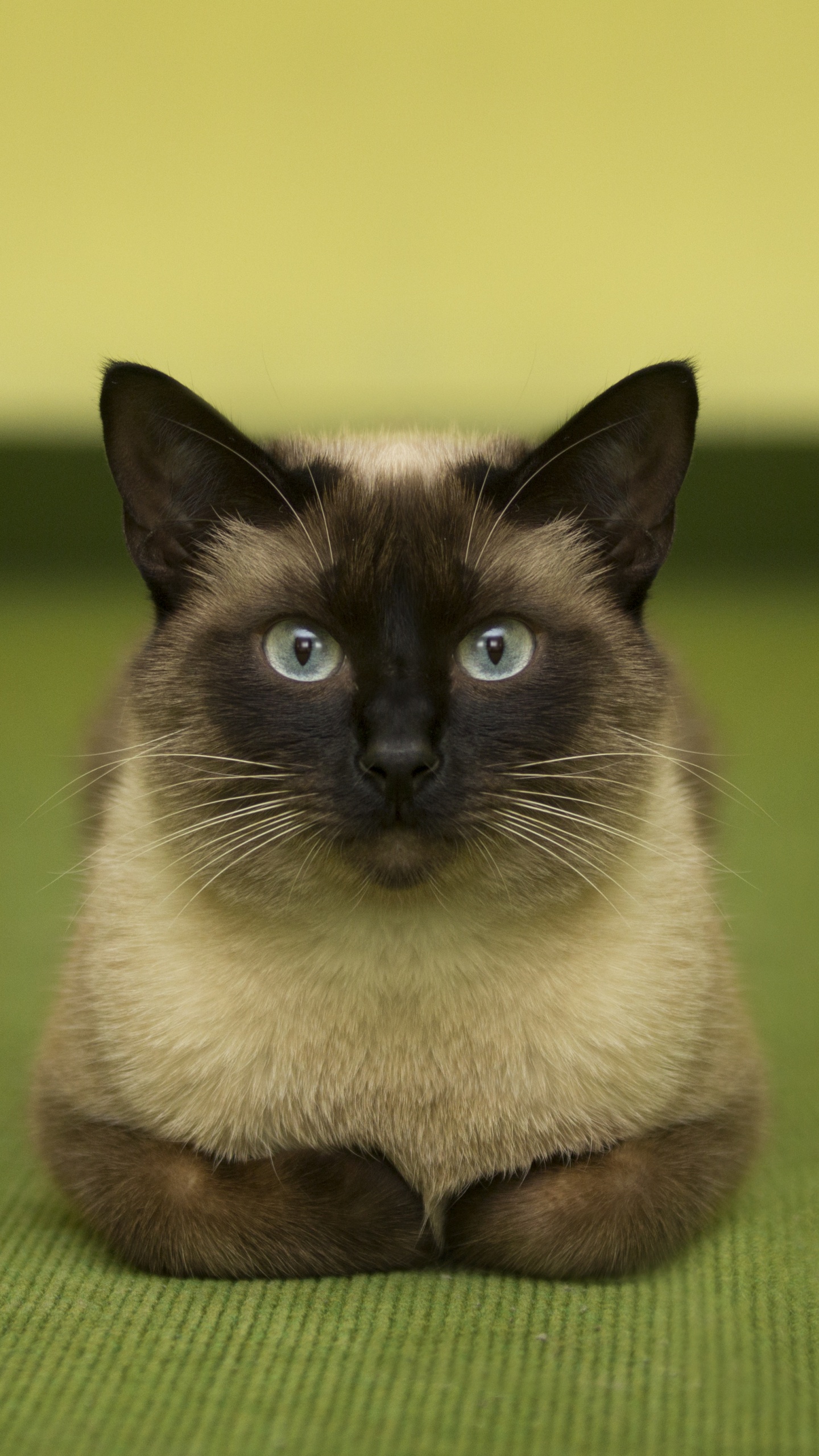 Braune Und Schwarze Katze Auf Grünem Textil. Wallpaper in 1440x2560 Resolution