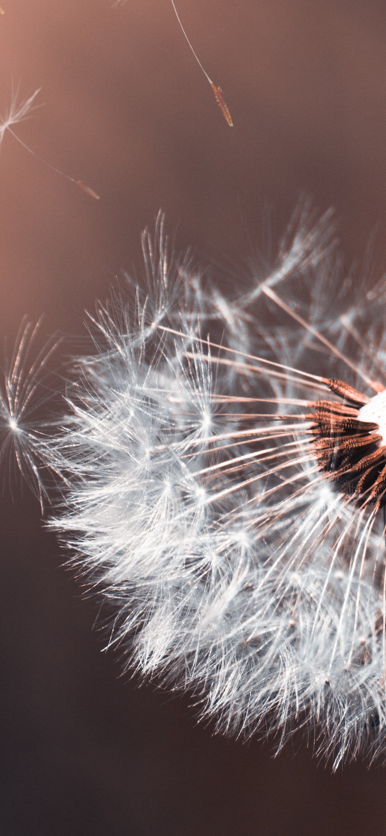 Weißer Löwenzahn in Nahaufnahme. Wallpaper in 1242x2688 Resolution