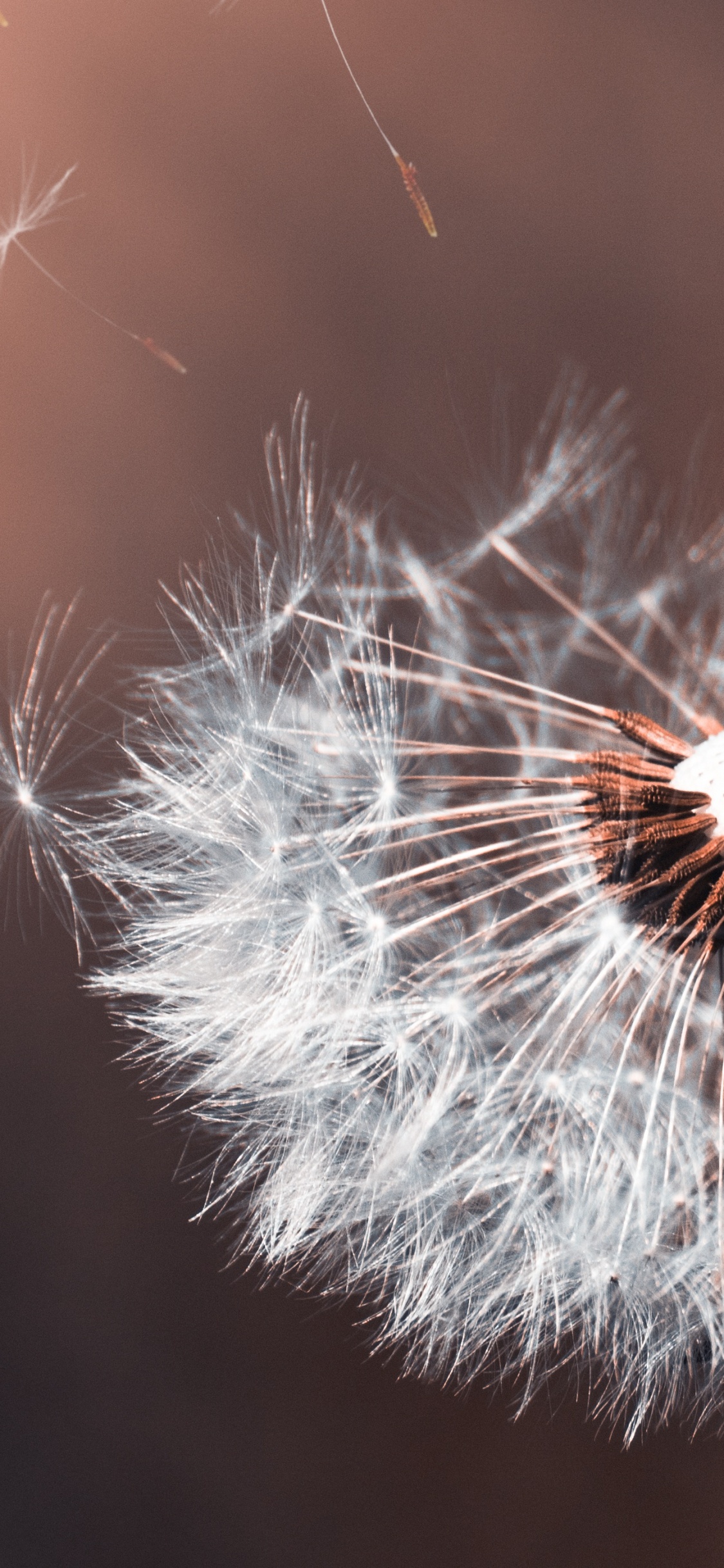 White Dandelion in Close up Photography. Wallpaper in 1125x2436 Resolution