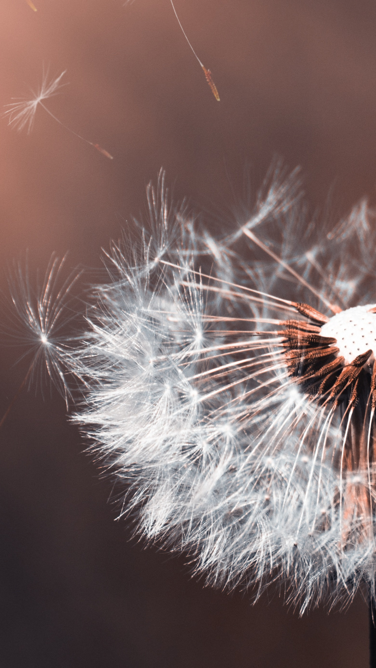 White Dandelion in Close up Photography. Wallpaper in 750x1334 Resolution