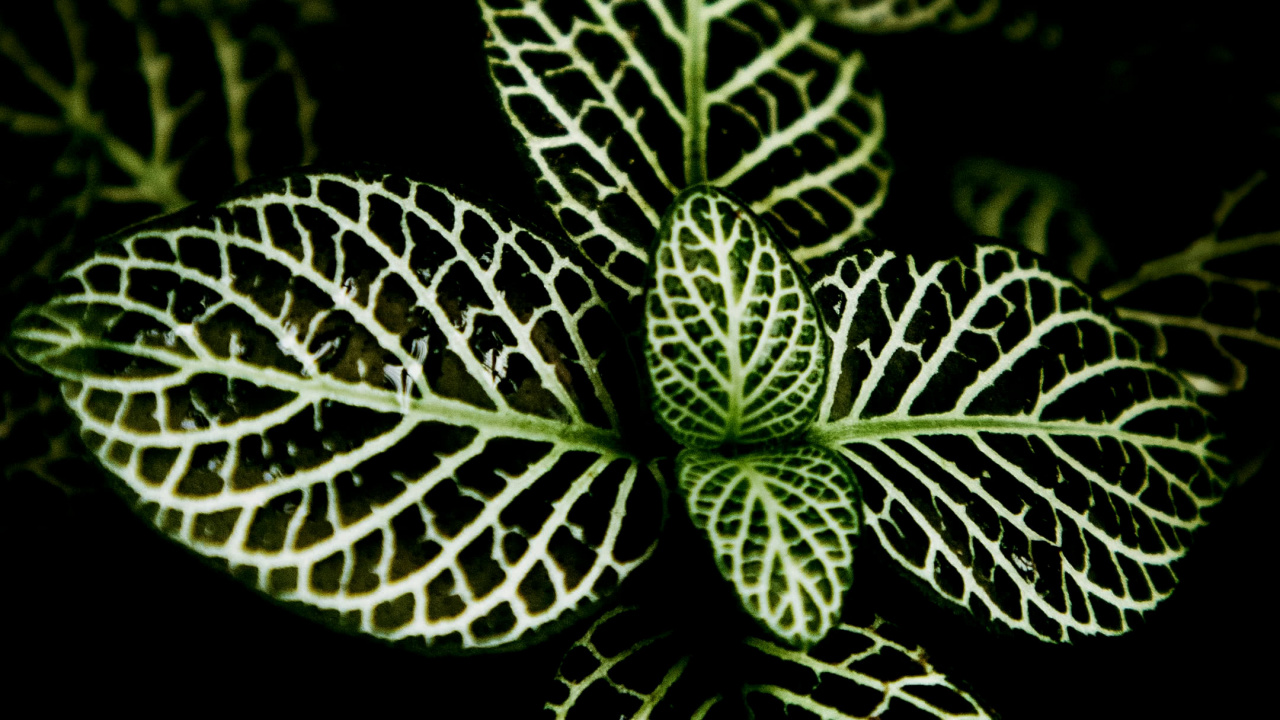 Orchideen Der Philippinen, Sukkulente, Innenarchitektur, Finanzen, Gr. Wallpaper in 1280x720 Resolution