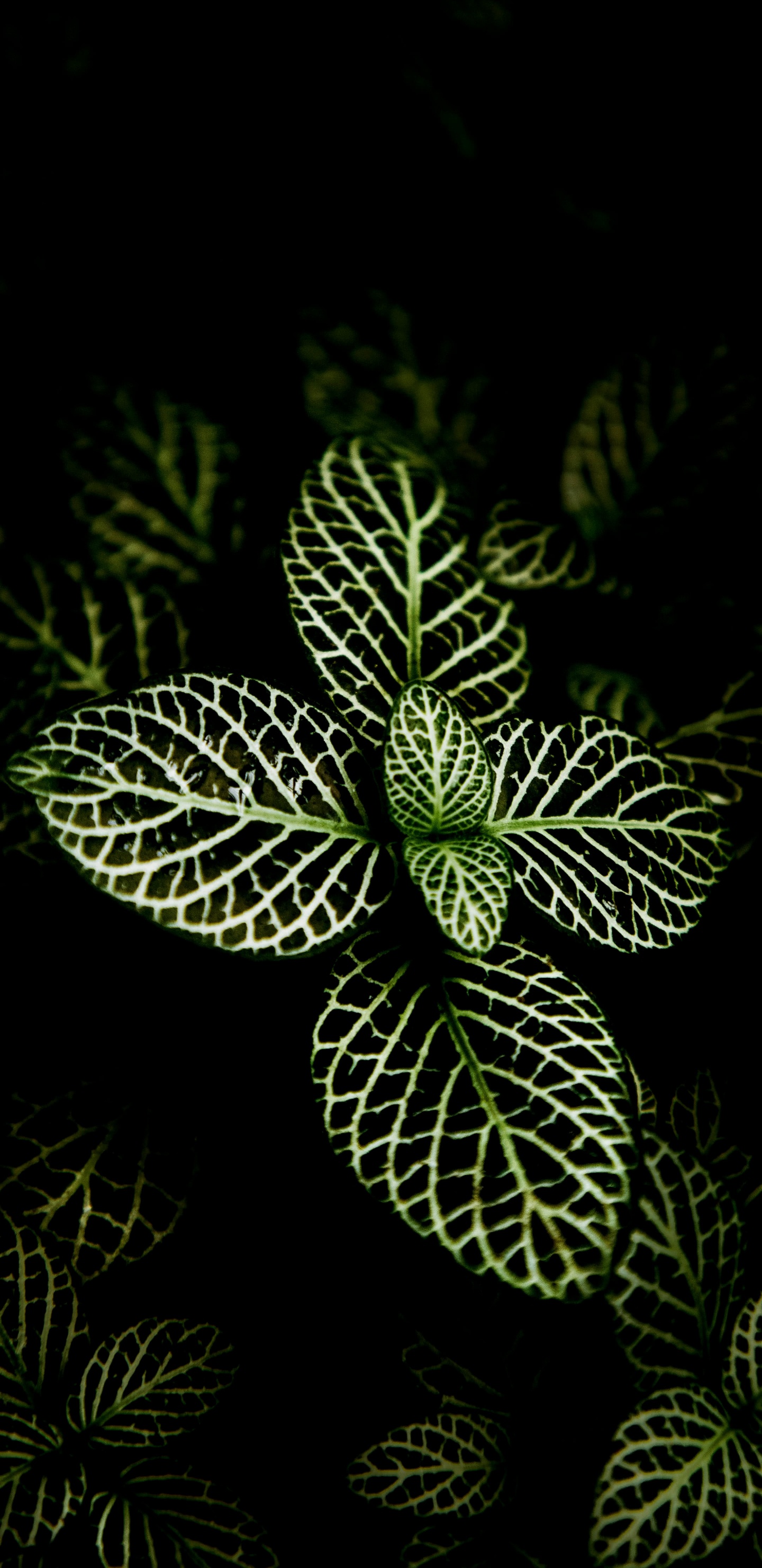 Orchideen Der Philippinen, Sukkulente, Innenarchitektur, Finanzen, Gr. Wallpaper in 1440x2960 Resolution