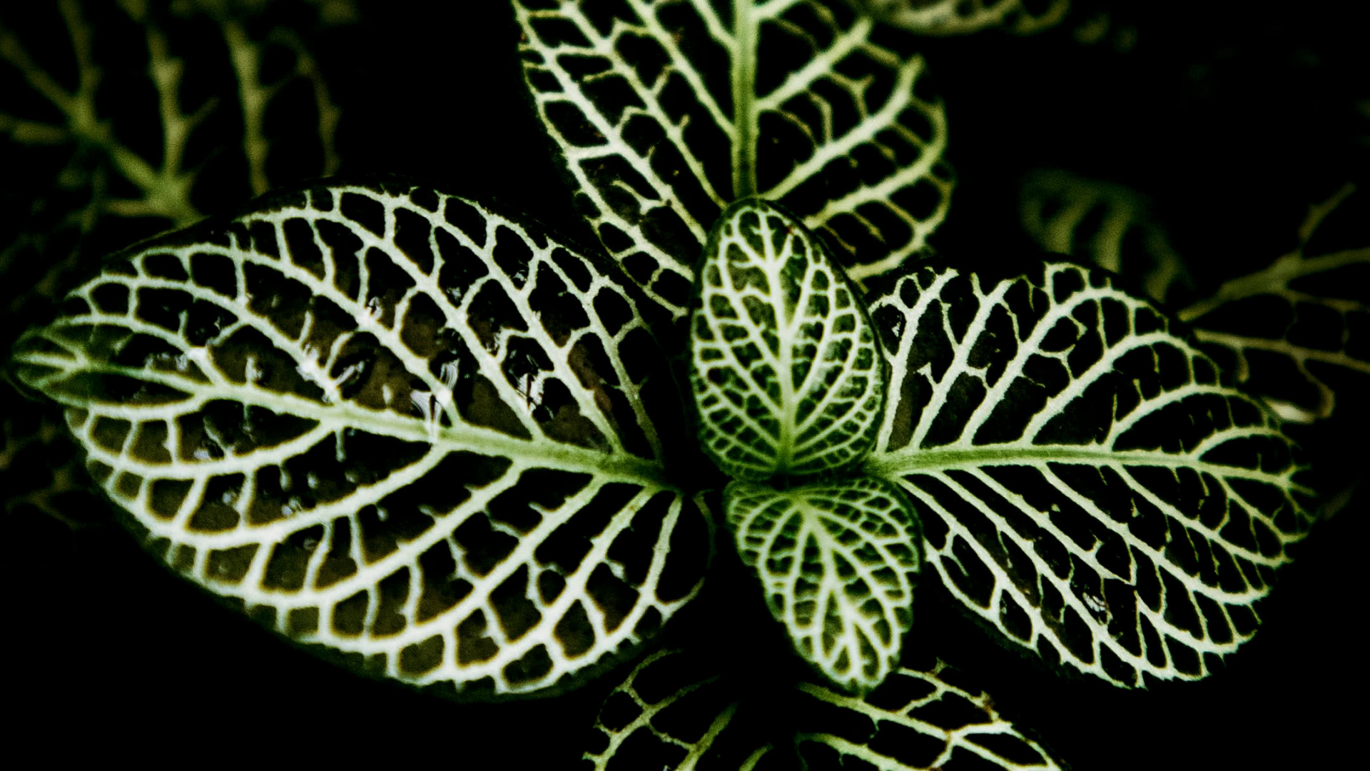 Orchideen Der Philippinen, Sukkulente, Innenarchitektur, Finanzen, Gr. Wallpaper in 1920x1080 Resolution