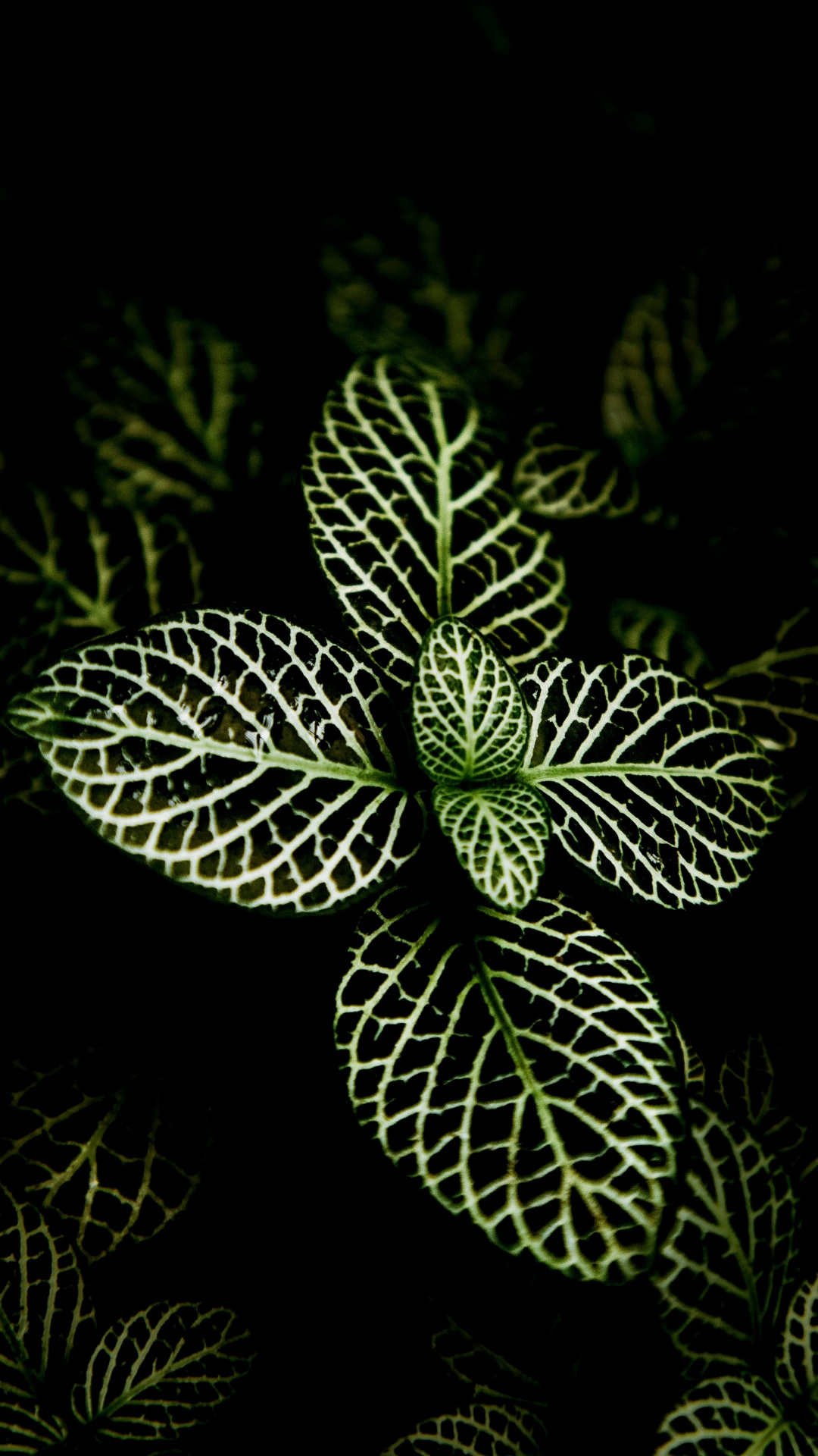 Orchidées Des Philippines, Plante Succulente, Design D'intérieur, Finance, Green. Wallpaper in 1080x1920 Resolution