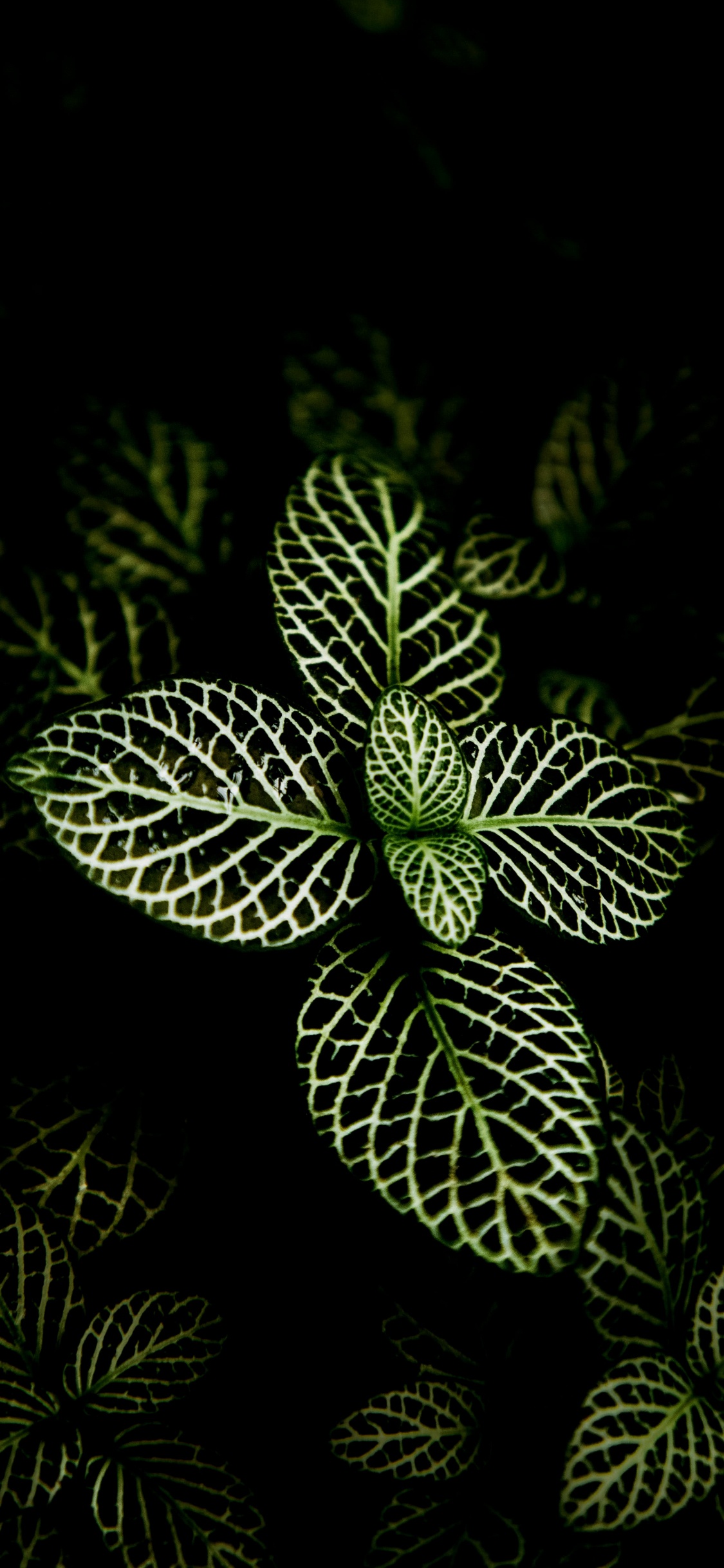 Orchids of The Philippines, Plant, Succulent Plant, Interior Design, Flower. Wallpaper in 1125x2436 Resolution