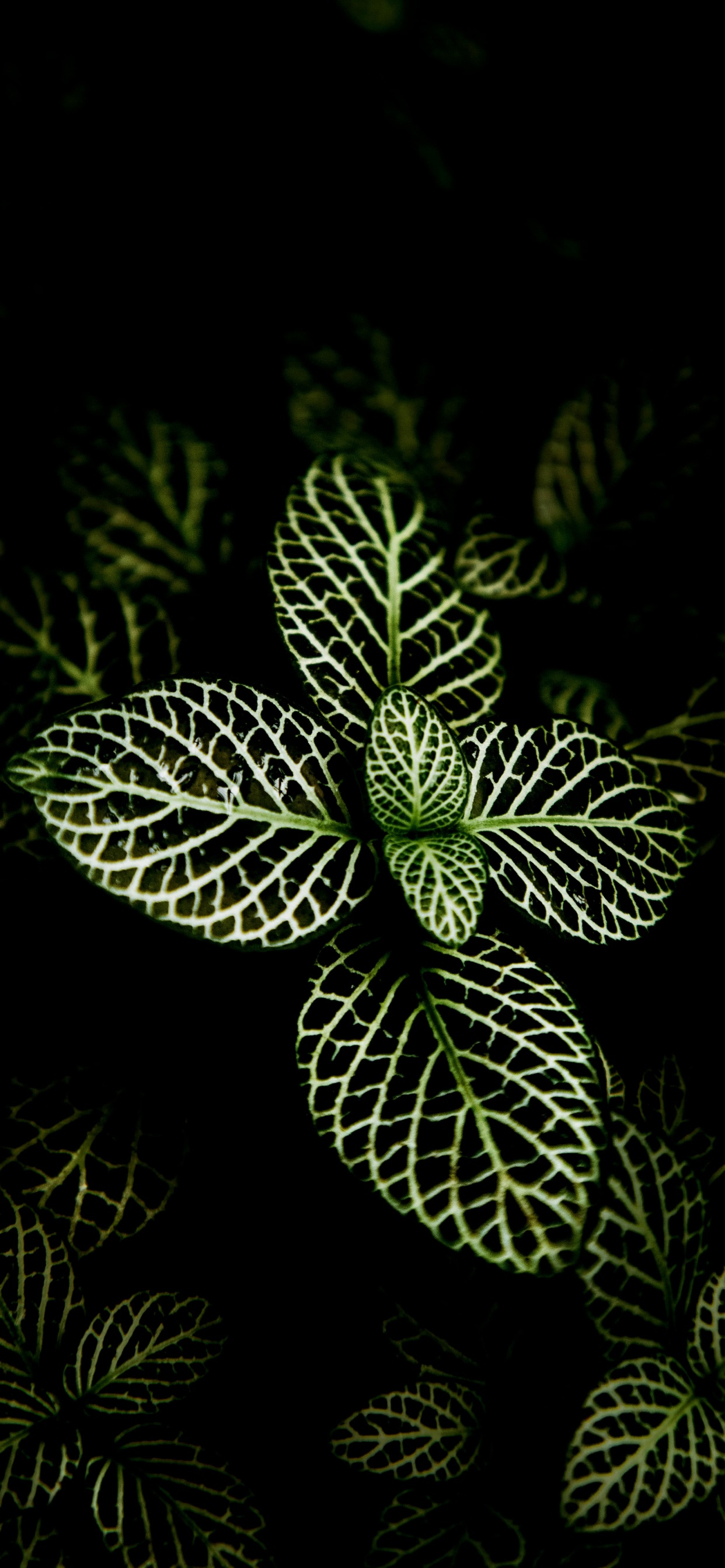 Orchids of The Philippines, Plant, Succulent Plant, Interior Design, Flower. Wallpaper in 1242x2688 Resolution