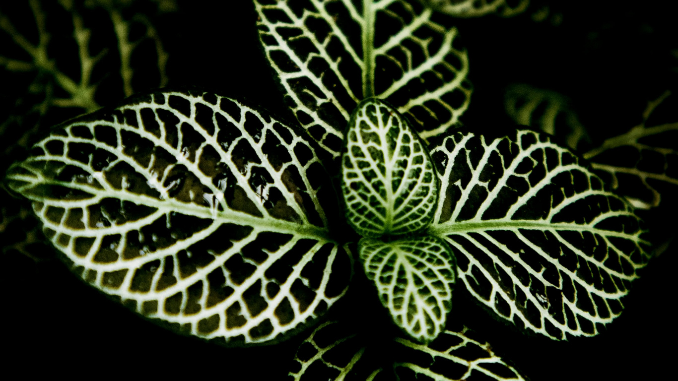 Orquídeas de Filipinas, Planta Suculenta, Diseño de Interiores, Financiación, Verde. Wallpaper in 1366x768 Resolution