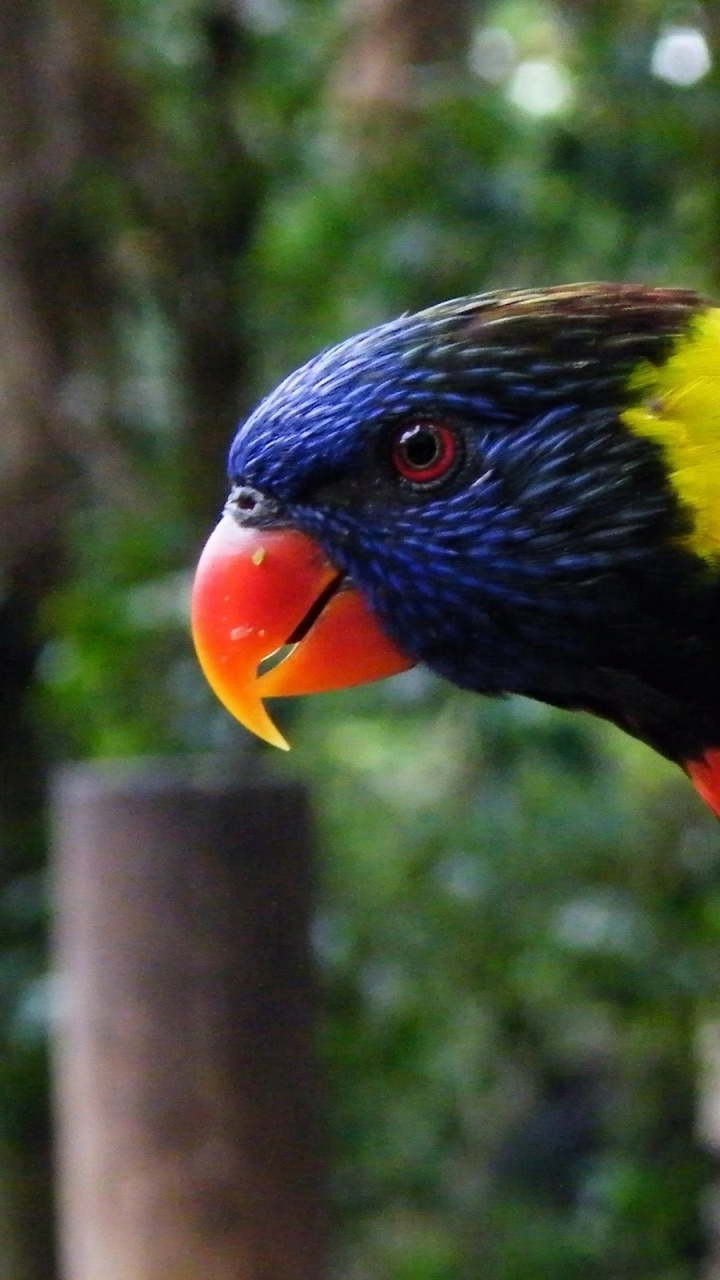 Green Yellow and Red Bird on Brown Rope. Wallpaper in 720x1280 Resolution