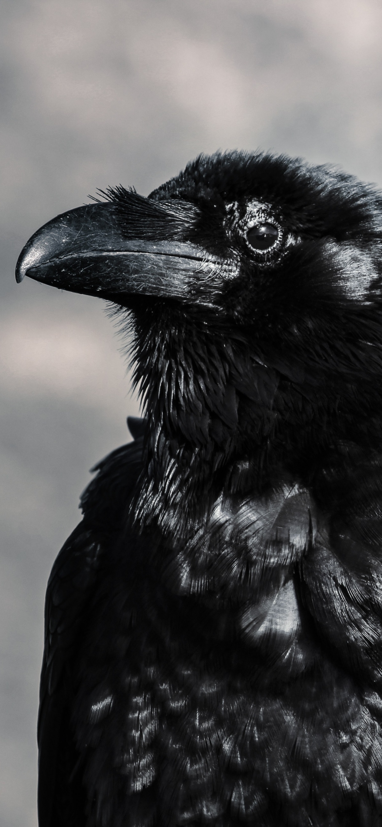 Black Crow in Tilt Shift Lens. Wallpaper in 1242x2688 Resolution