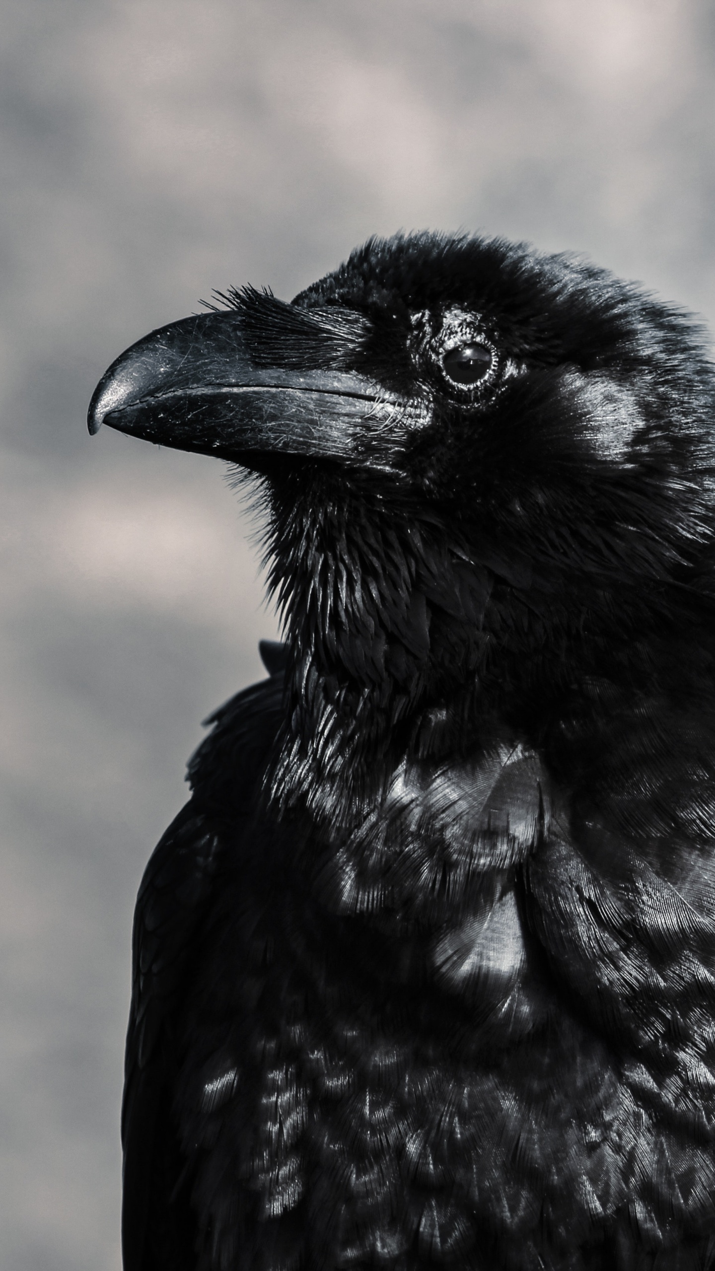 Black Crow in Tilt Shift Lens. Wallpaper in 1440x2560 Resolution