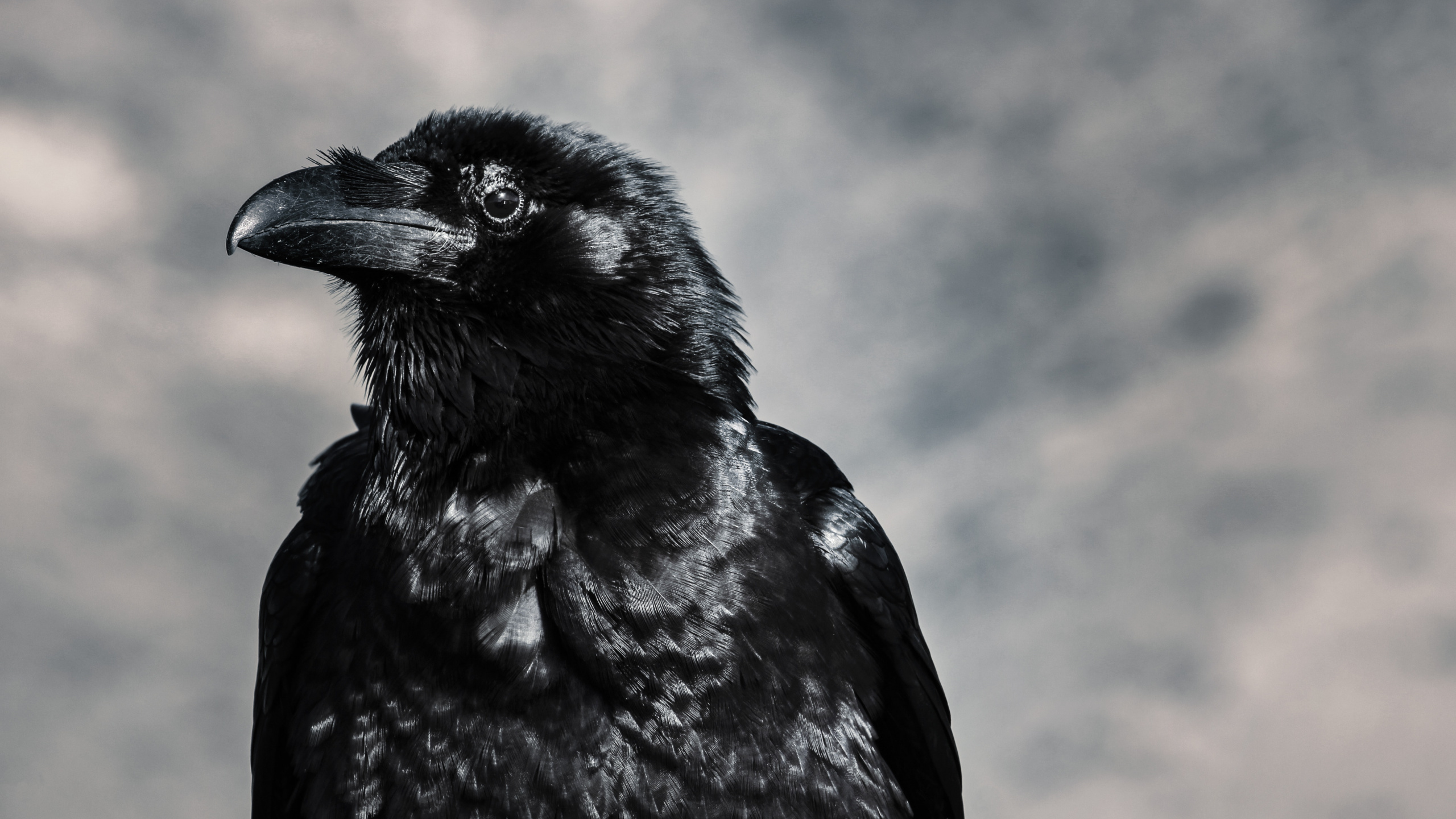 Black Crow in Tilt Shift Lens. Wallpaper in 2560x1440 Resolution