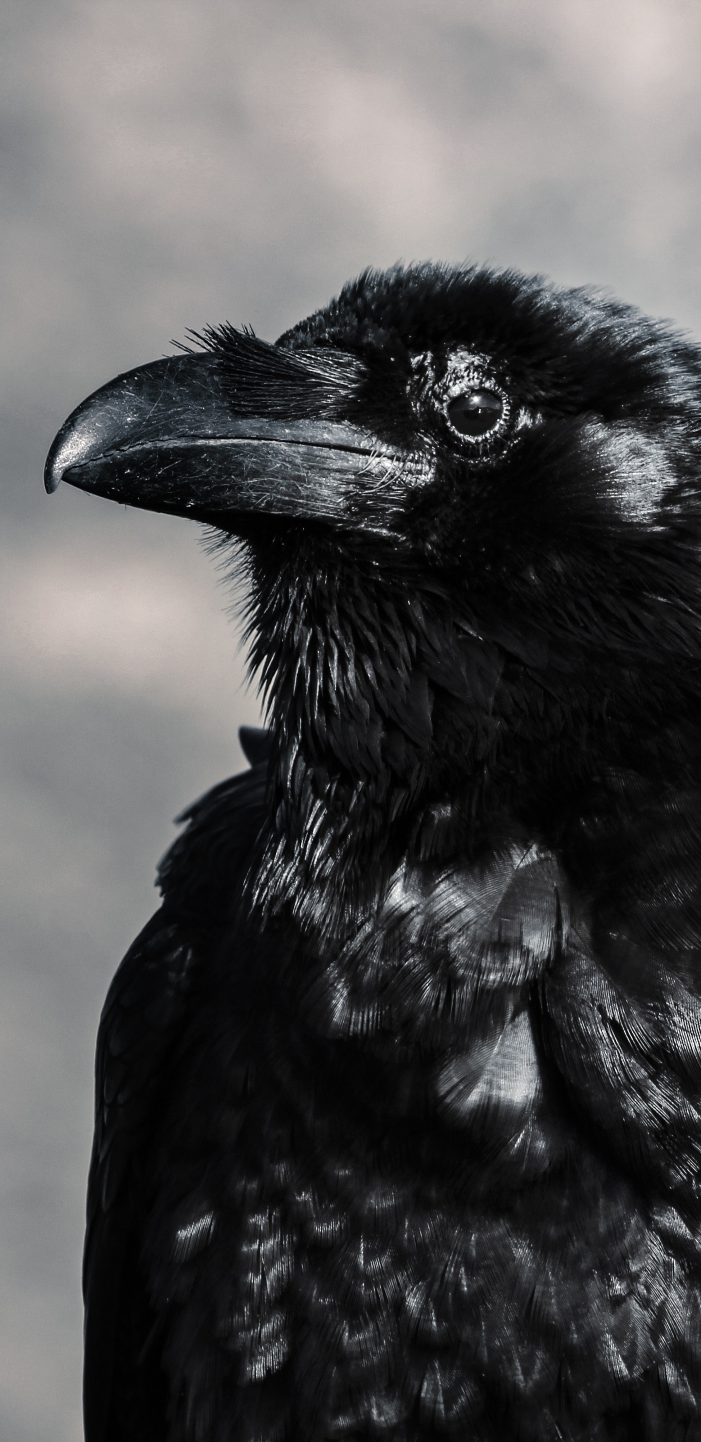 Corbeau Noir Dans L'objectif à Basculement. Wallpaper in 1440x2960 Resolution