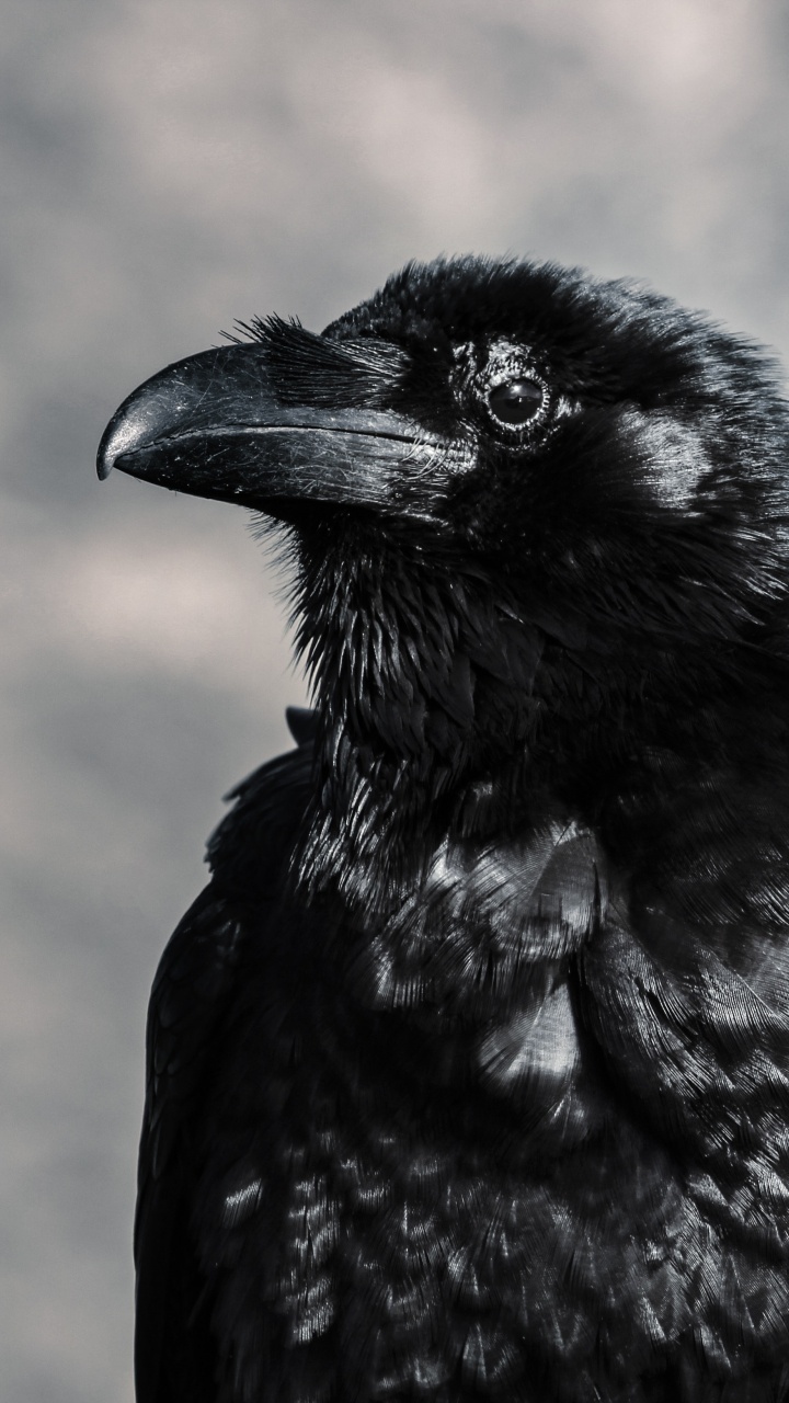 Corbeau Noir Dans L'objectif à Basculement. Wallpaper in 720x1280 Resolution