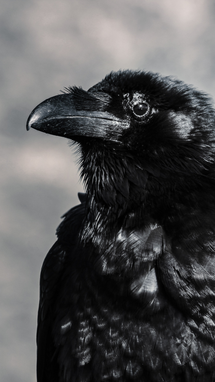 Corbeau Noir Dans L'objectif à Basculement. Wallpaper in 750x1334 Resolution