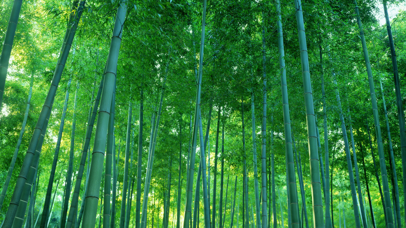 Image Bottom view Bamboo Nature Closeup 1366x768