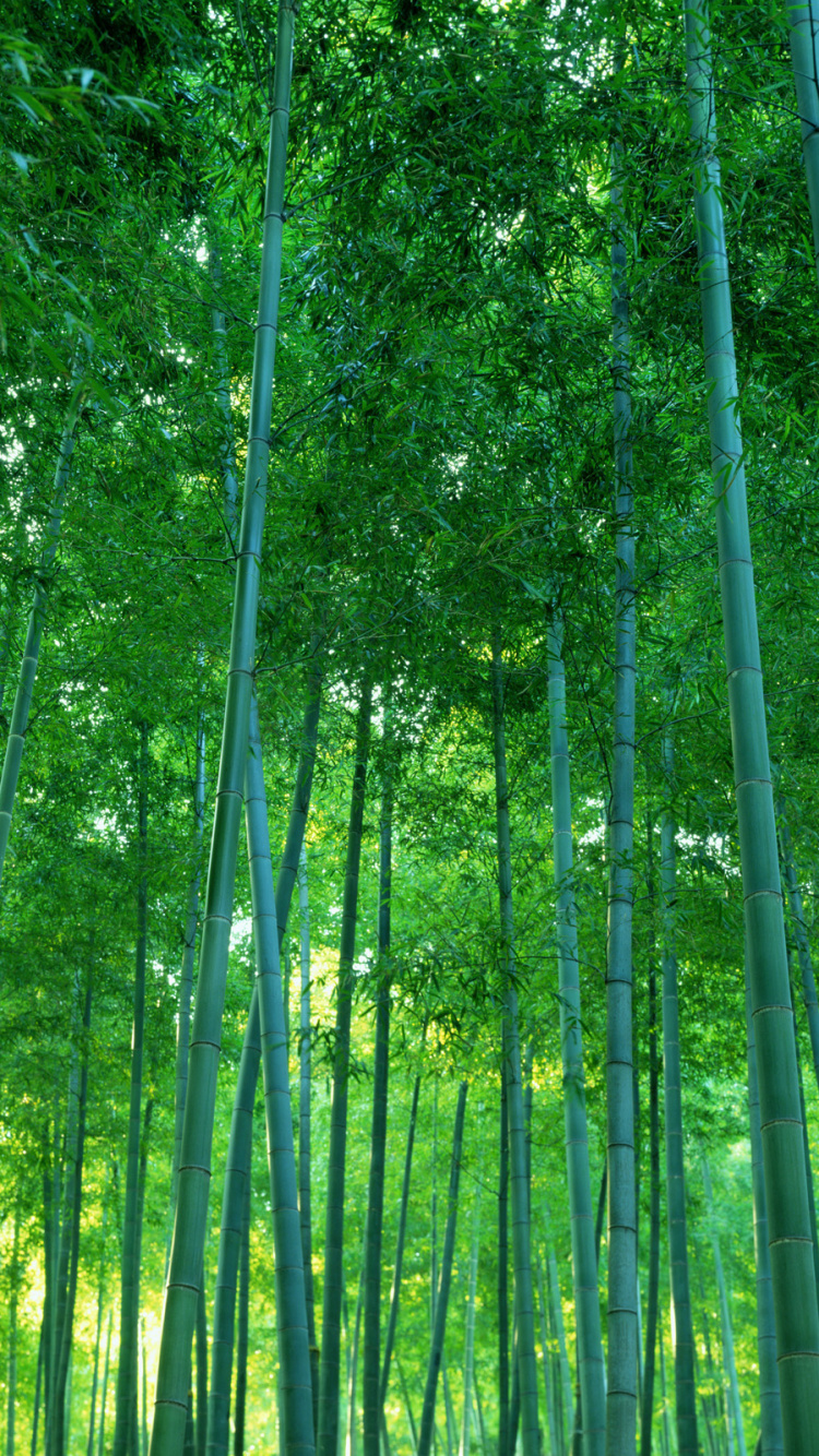 Green and Brown Trees During Daytime. Wallpaper in 750x1334 Resolution
