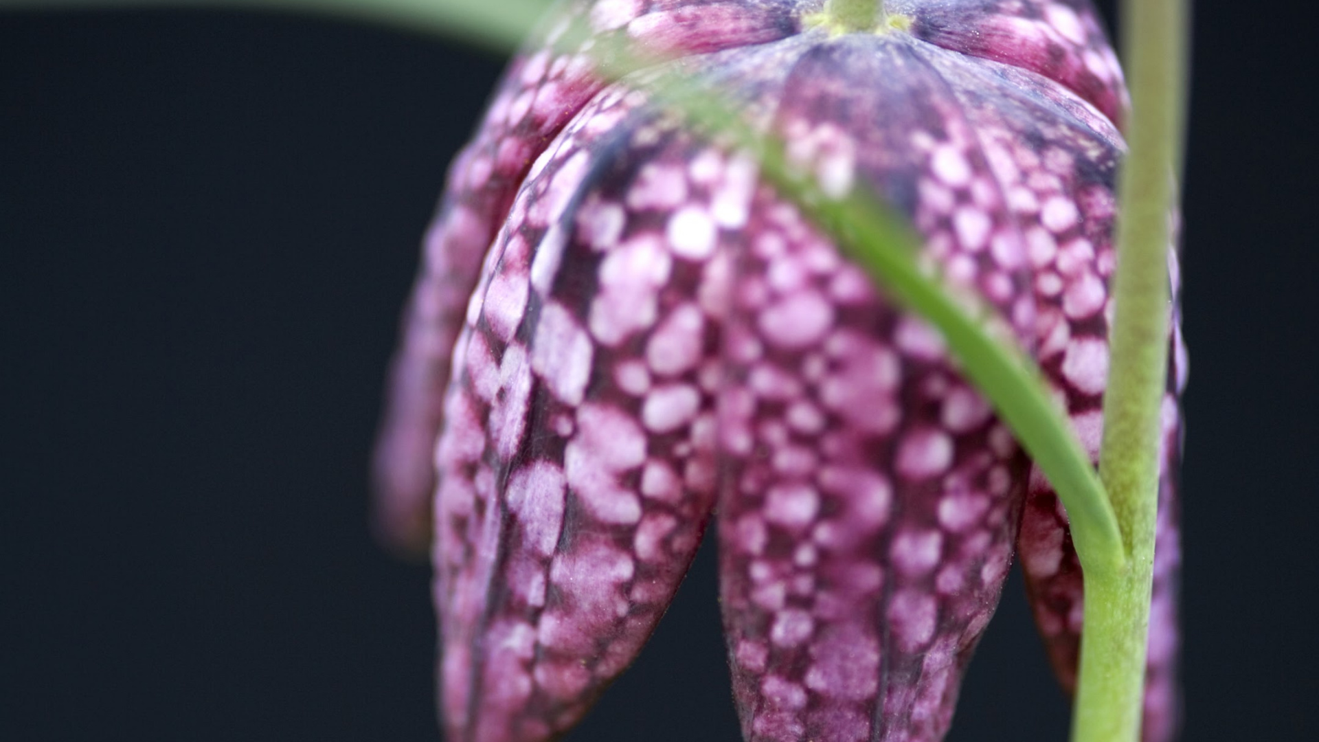 Nokia 8, Nokia 6, Nokia 8 1, Nokia, Nokia 8 3 5g. Wallpaper in 1920x1080 Resolution