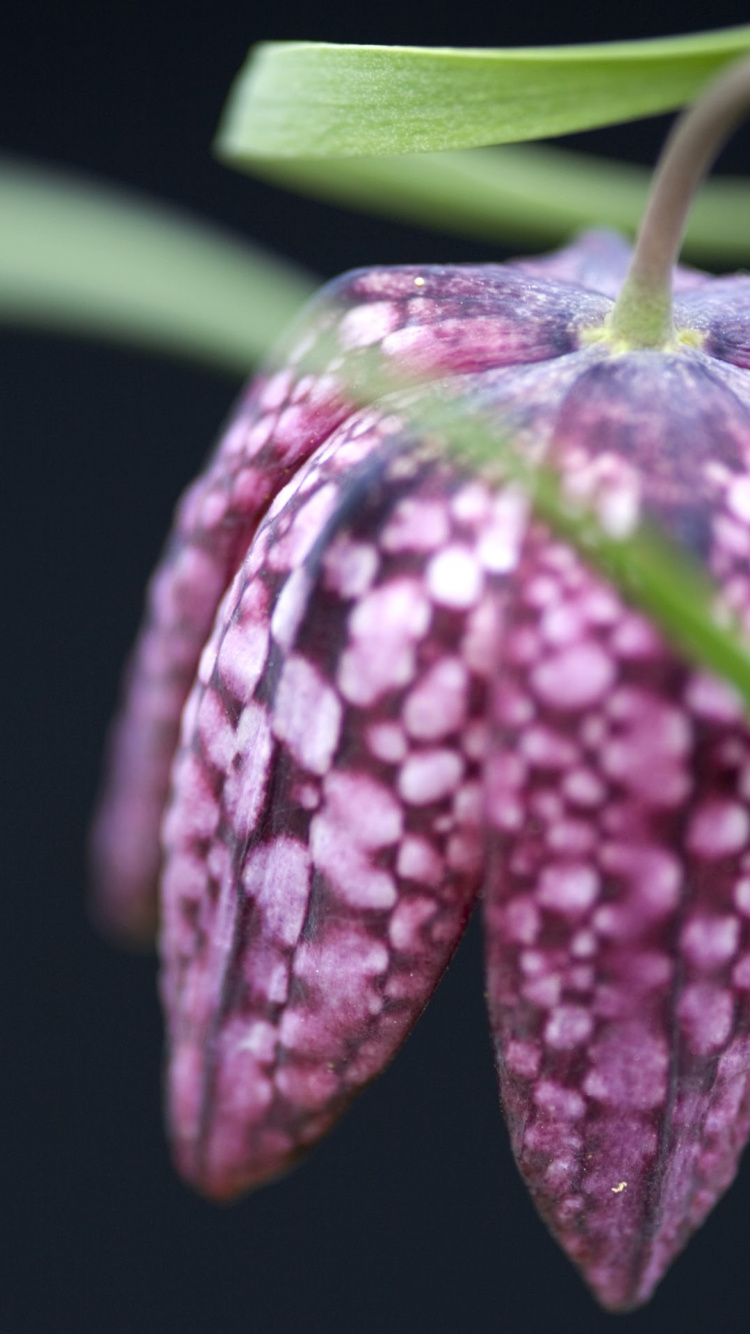 Nokia 8, Nokia 6, Nokia 8 1, Nokia, Nokia 8 3 5g. Wallpaper in 750x1334 Resolution