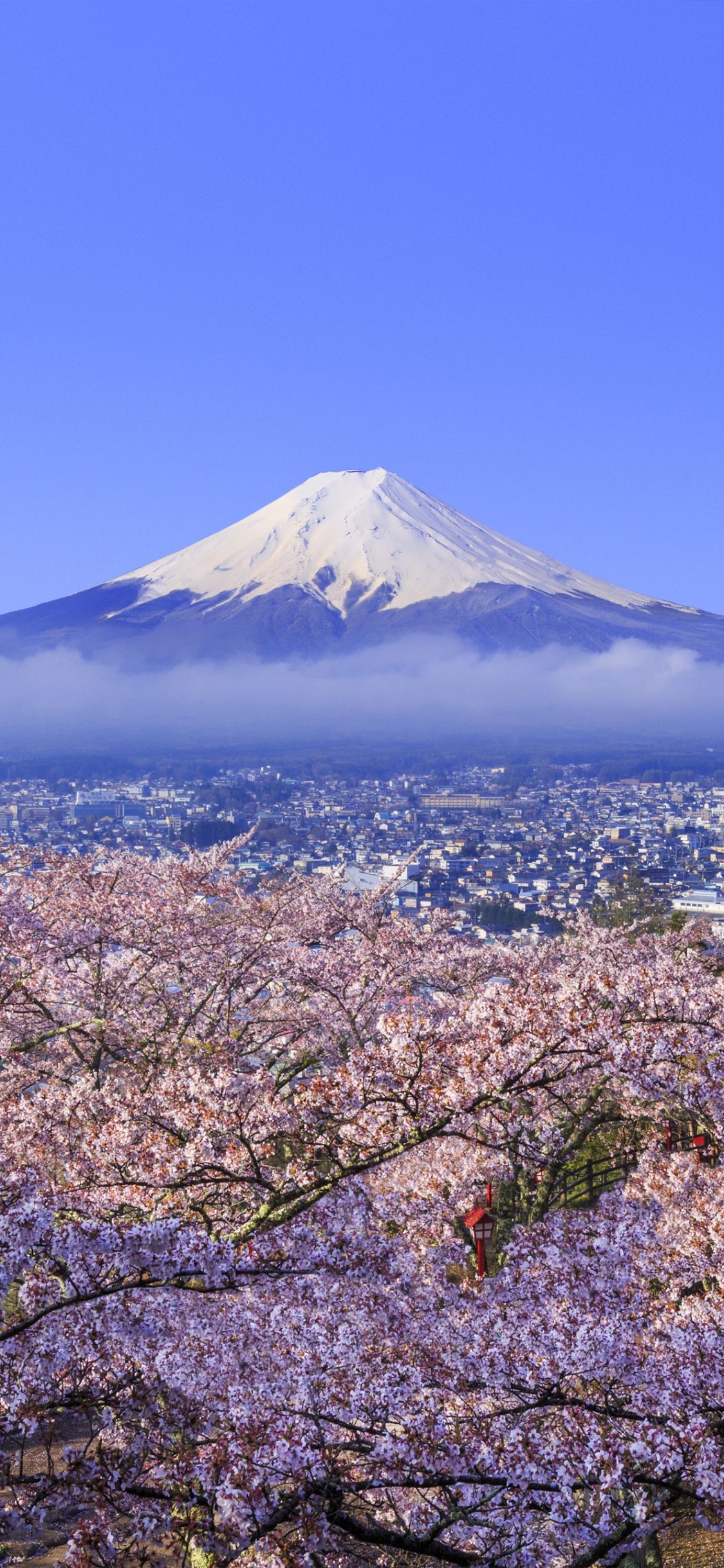 富士山, 樱花, 国家樱花节, 赏花, 开花 壁纸 1125x2436 允许