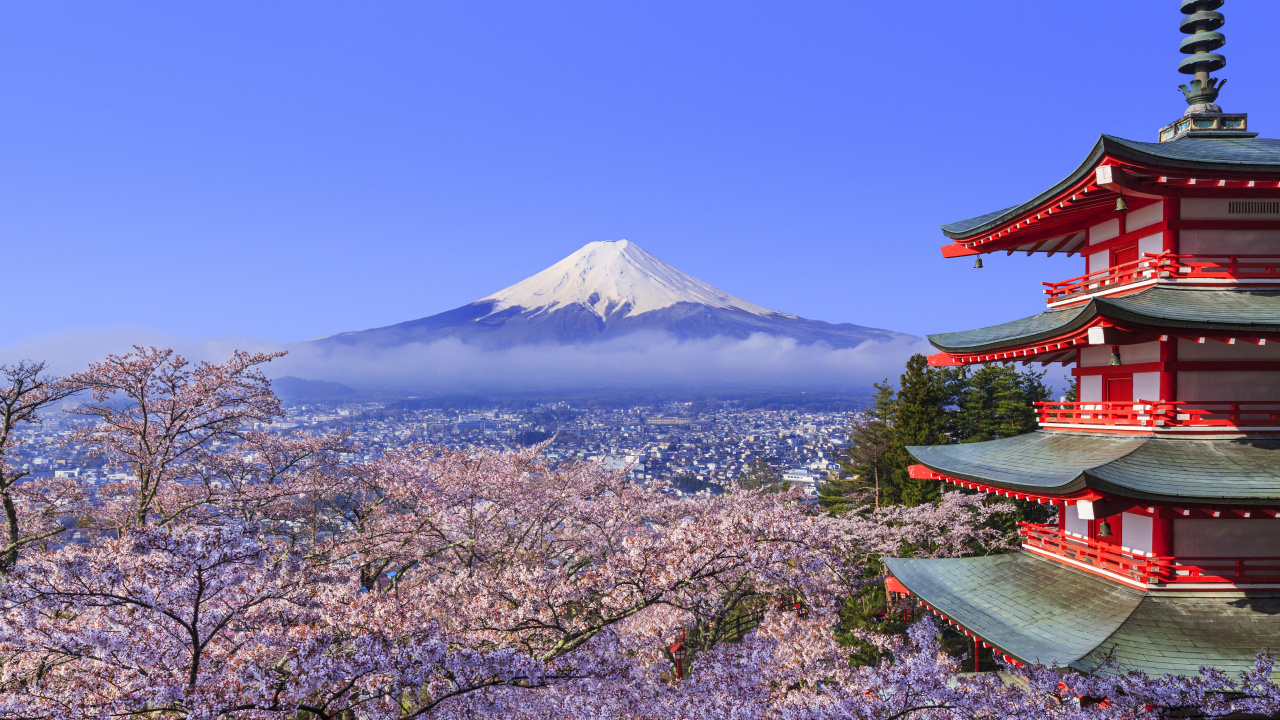 富士山, 樱花, 国家樱花节, 赏花, 开花 壁纸 1280x720 允许