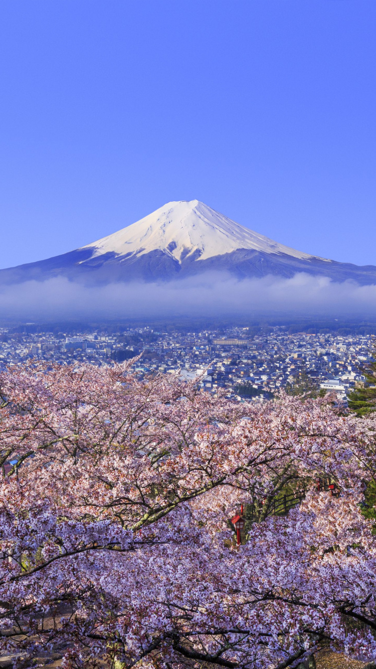 富士山, 樱花, 国家樱花节, 赏花, 开花 壁纸 750x1334 允许