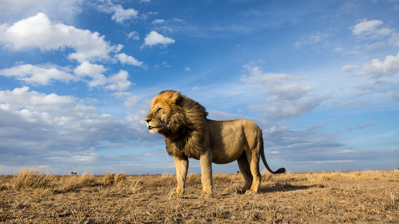 Lion on Brown Field Under Blue and White Cloudy Sky During Daytime. Wallpaper in 1366x768 Resolution