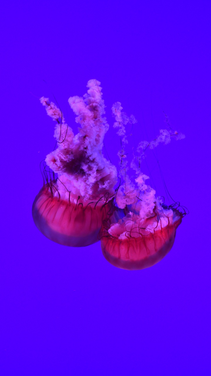 Medusas Azules y Blancas en el Agua. Wallpaper in 720x1280 Resolution