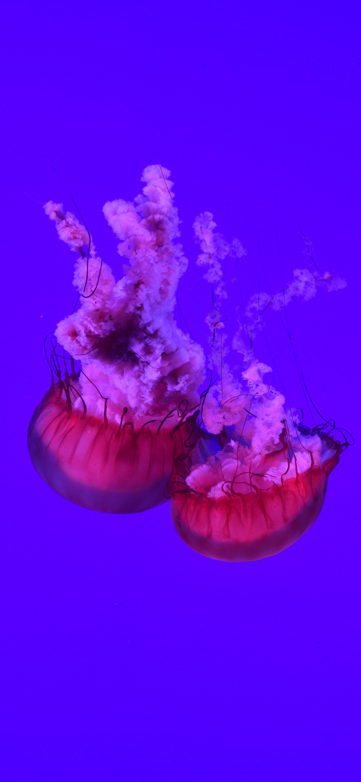 Blue and White Jellyfish in Water. Wallpaper in 1242x2688 Resolution