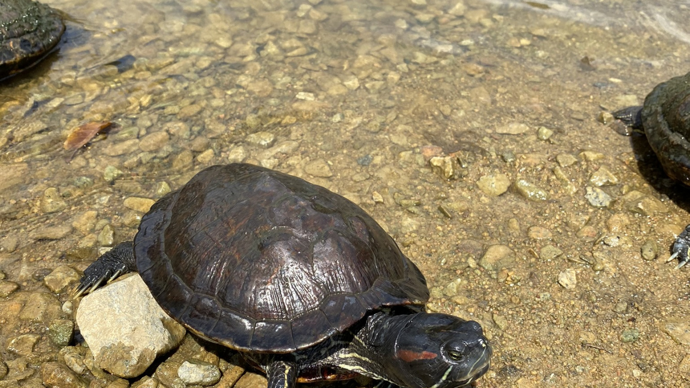 Emididae, Tortugas de Estanque, Tortuga Mordedora Común, Agua, Tortugas. Wallpaper in 1366x768 Resolution