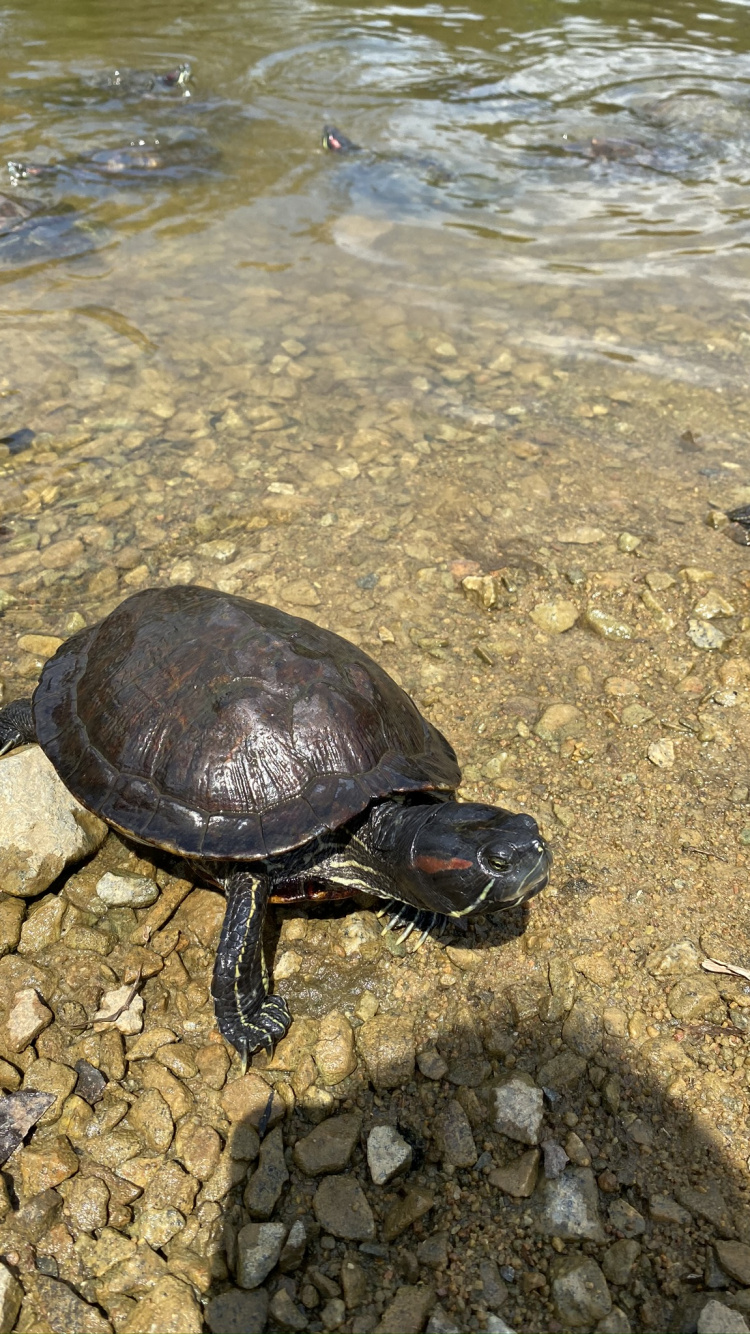 Emididae, Tortugas de Estanque, Tortuga Mordedora Común, Agua, Tortugas. Wallpaper in 750x1334 Resolution