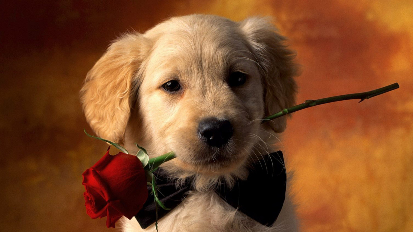 White Short Coated Dog With Red Rose on Head. Wallpaper in 1366x768 Resolution