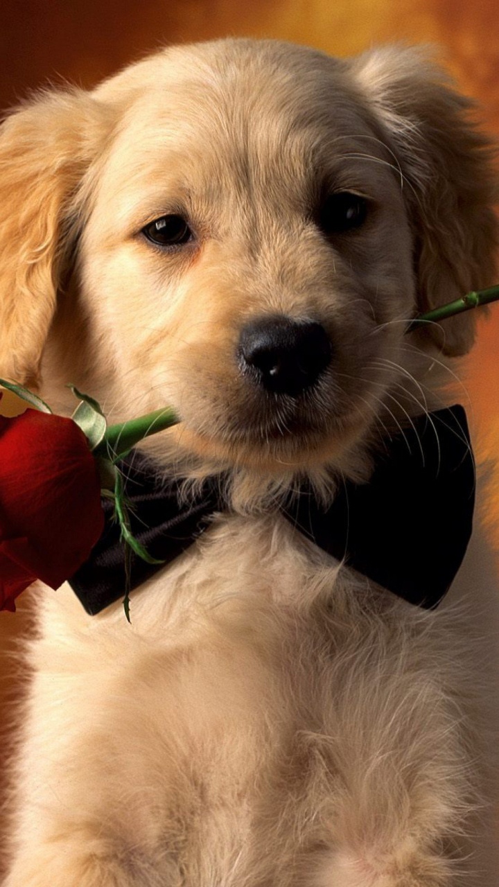 White Short Coated Dog With Red Rose on Head. Wallpaper in 720x1280 Resolution