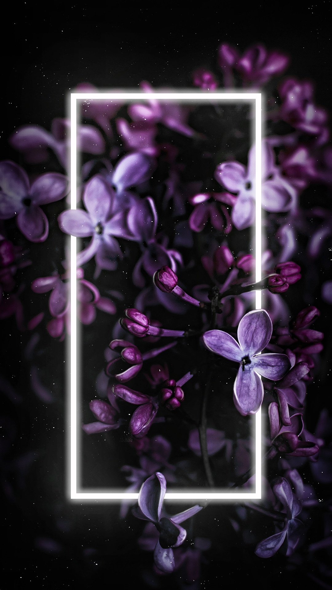 Lila, Smartphone, Purpur, Blütenblatt, Veilchen. Wallpaper in 1080x1920 Resolution