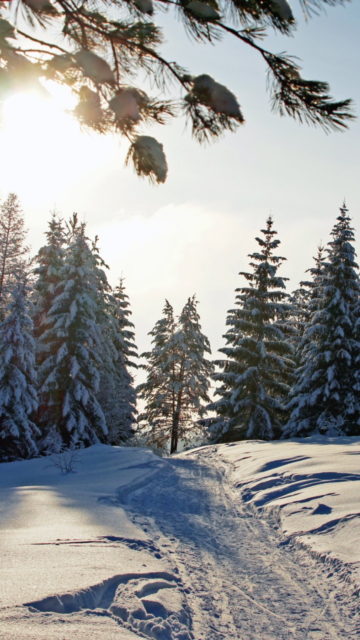 Schneebedecktes Feld Und Bäume Tagsüber. Wallpaper in 720x1280 Resolution