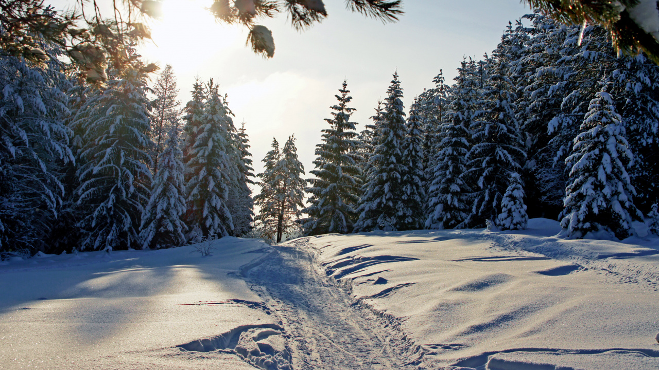 Snow Covered Field and Trees During Daytime. Wallpaper in 1280x720 Resolution